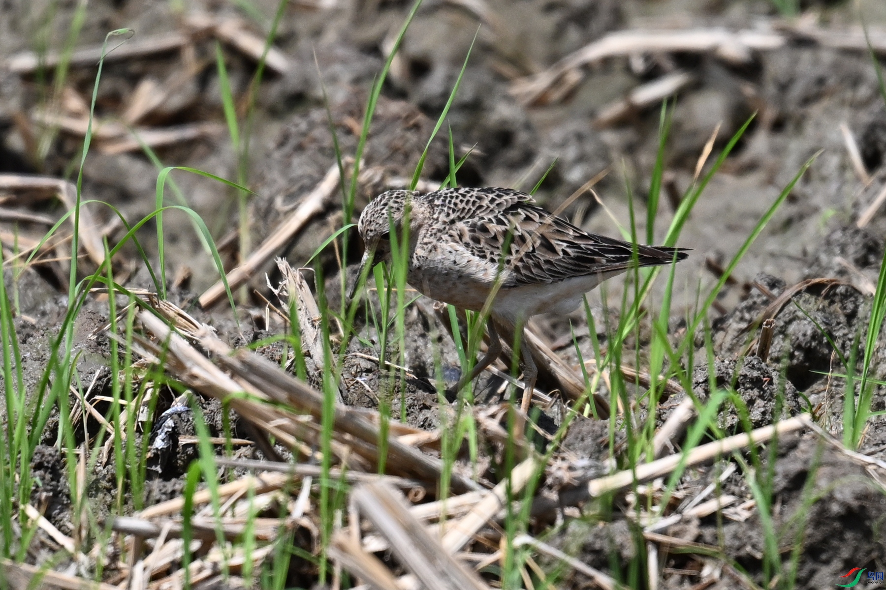 DSC_4911.JPG