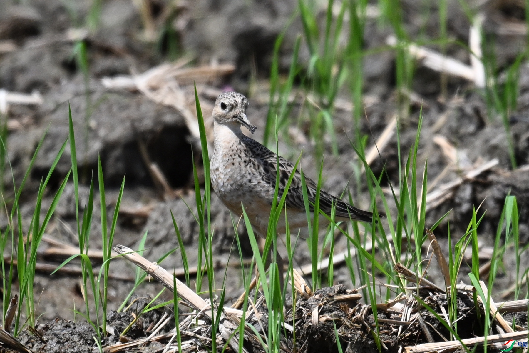 DSC_4940.JPG
