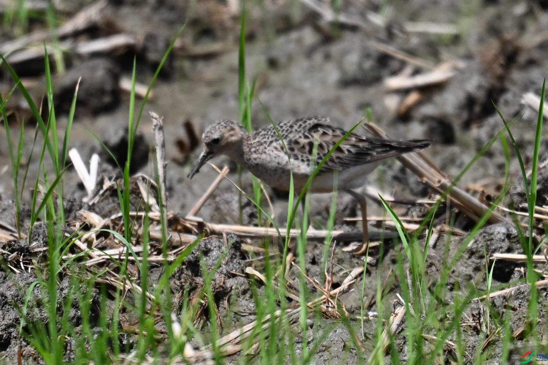 DSC_4916.JPG