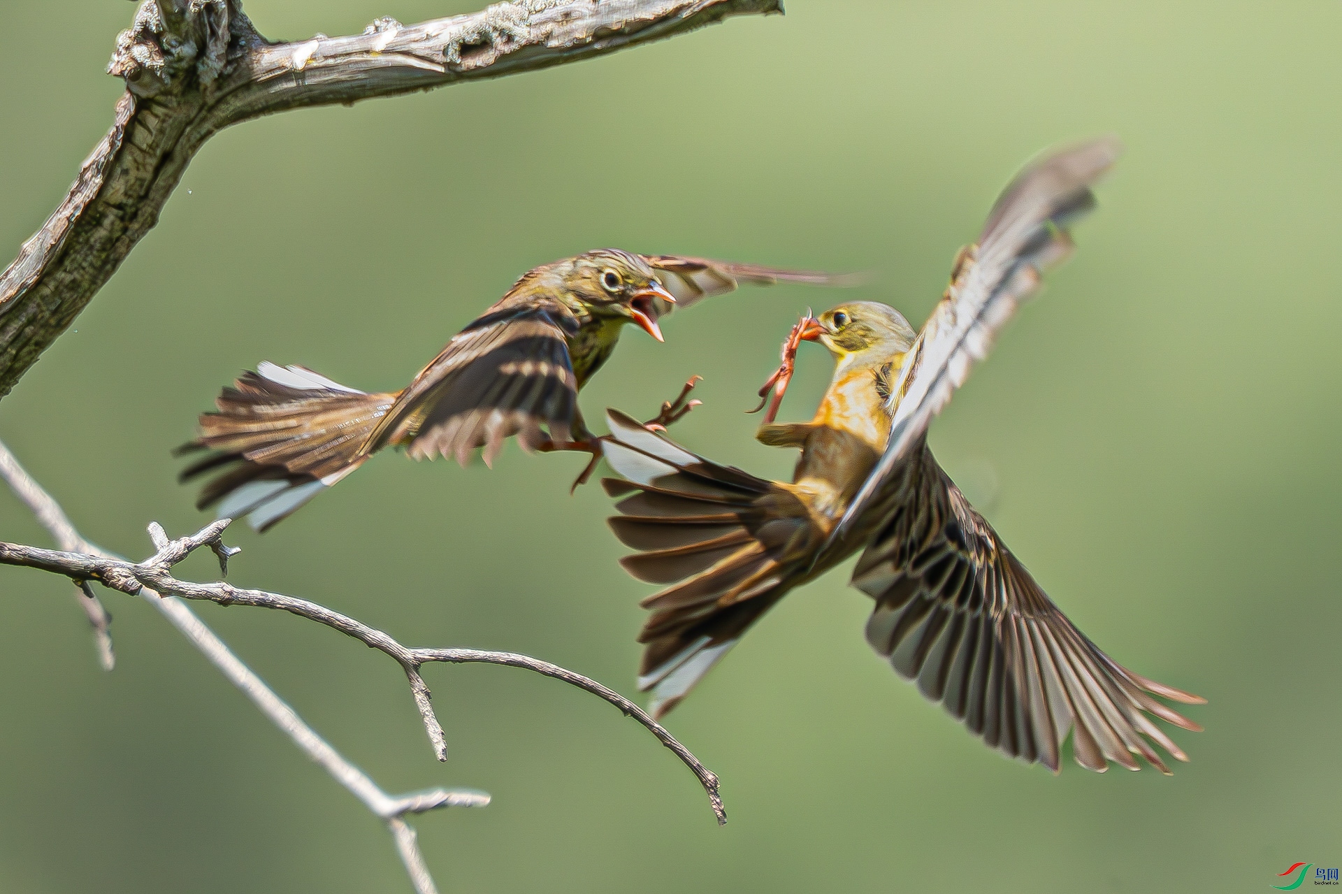 DSC_0388-����ǿ-NR_2.jpg