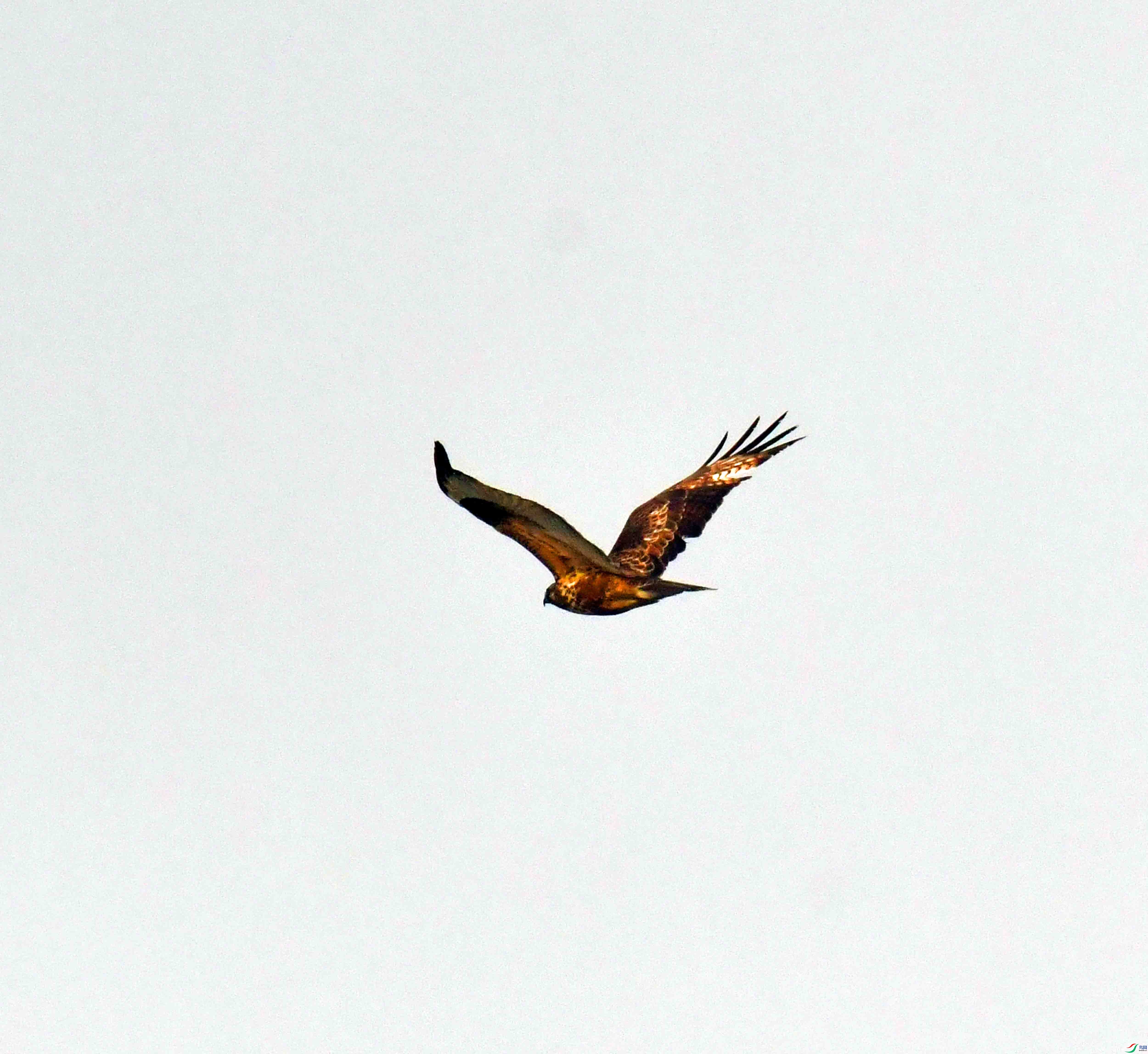 DSC_4006.JPG