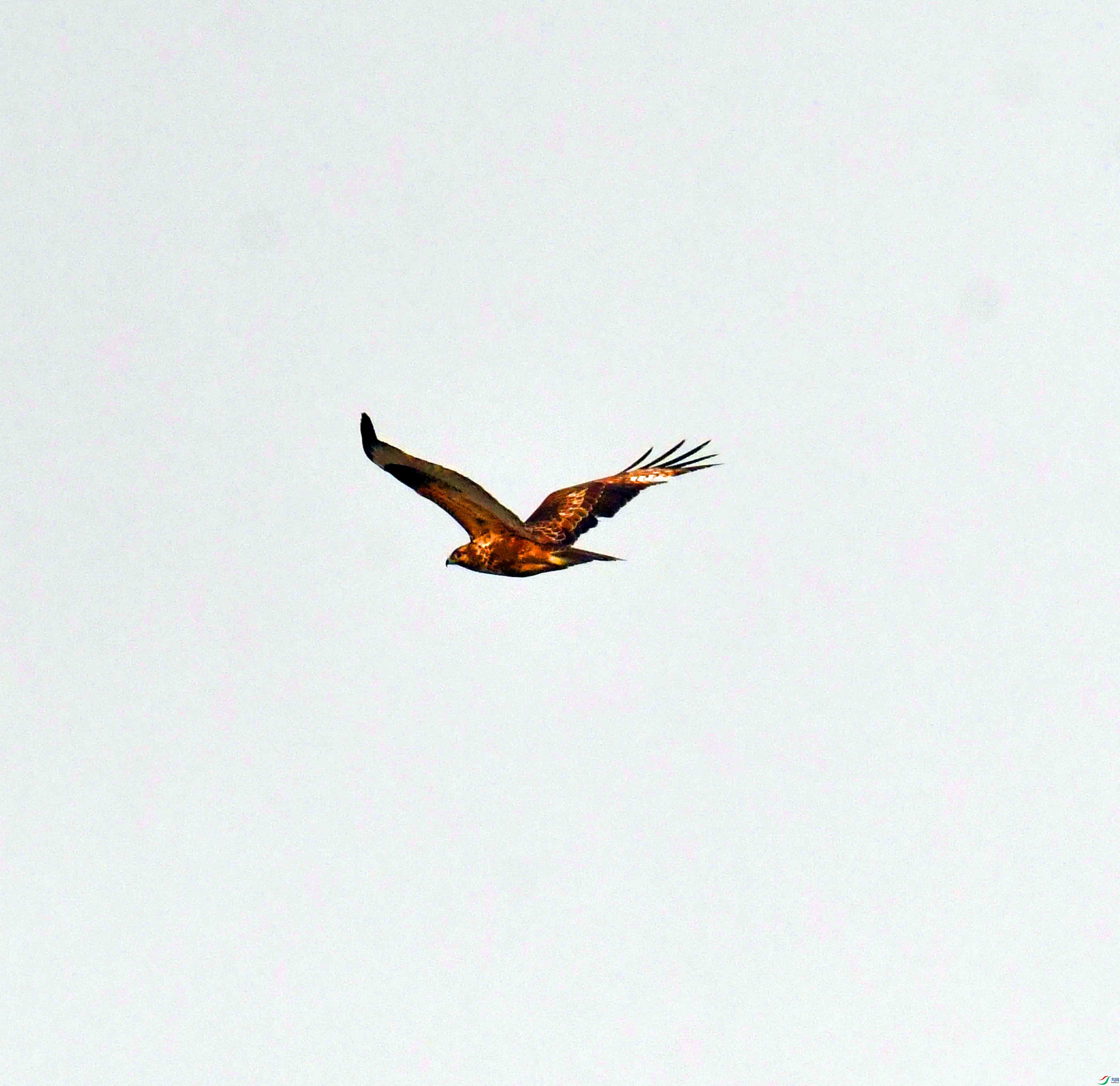 DSC_4009.JPG