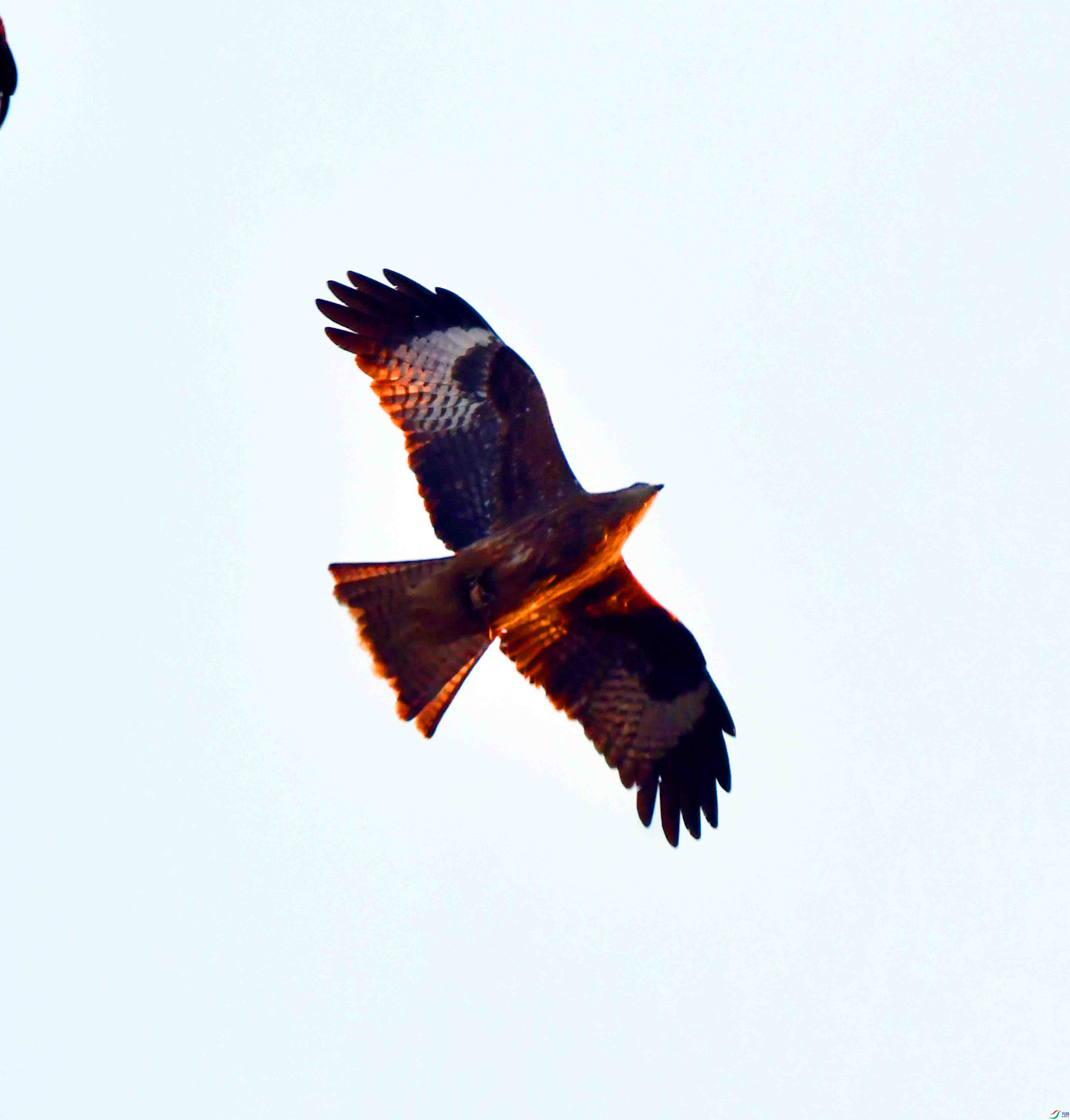 DSC_6320.JPG
