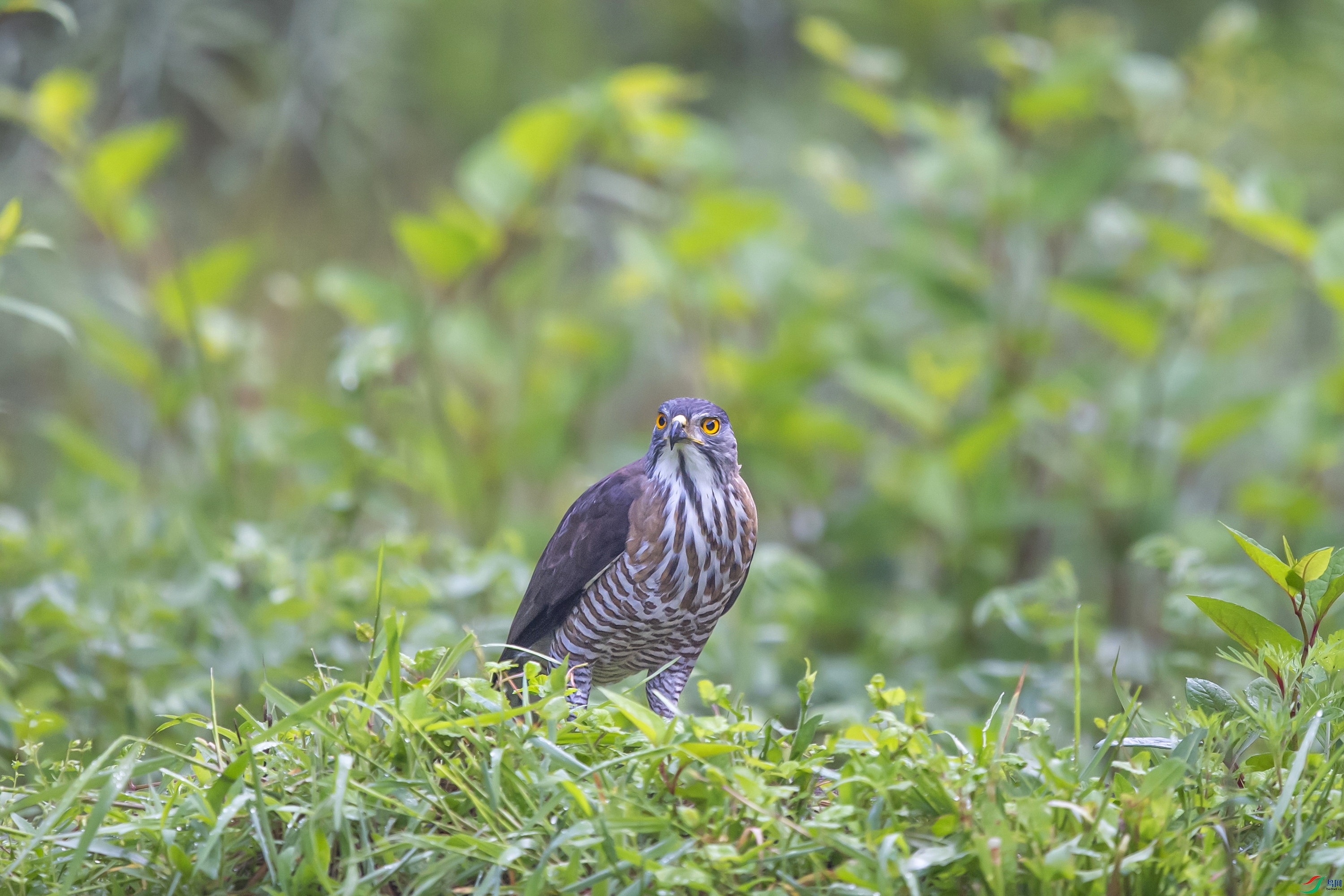 DSC_1386_1.jpg