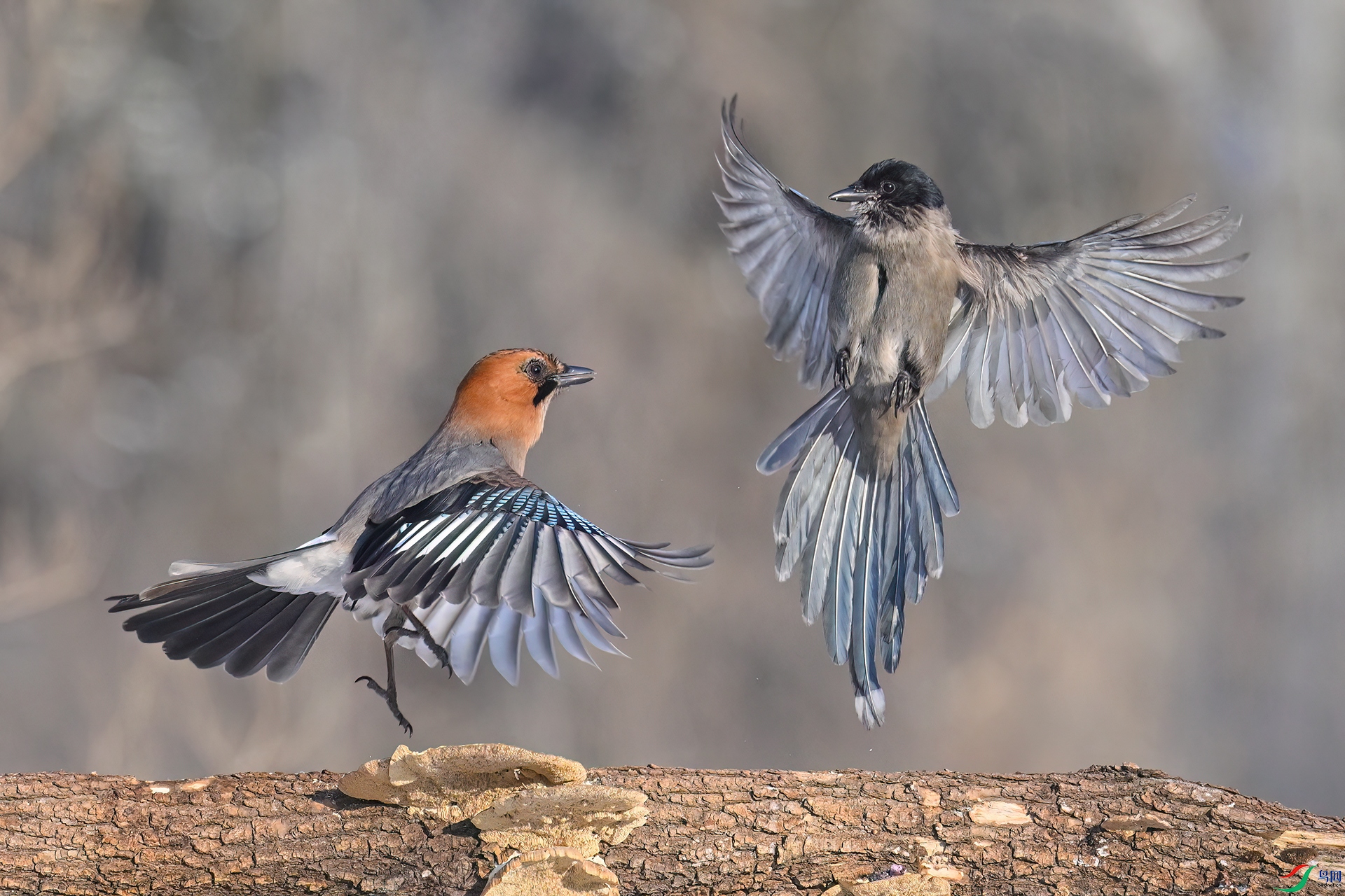 DSC_1646PS.jpg