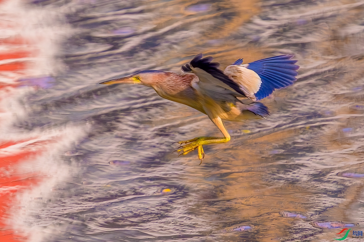DSC_2306b.jpg