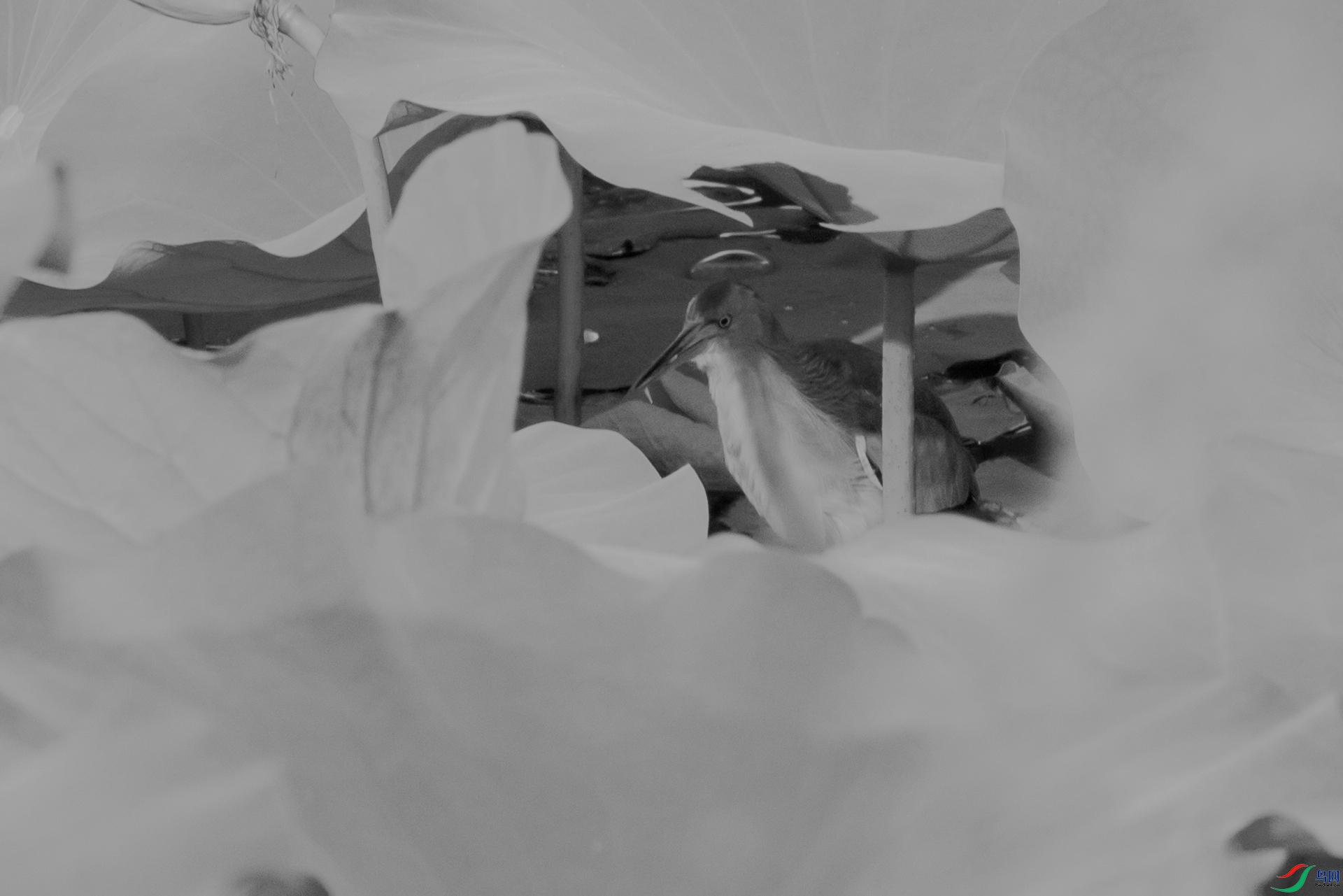 _E5A8074.jpg