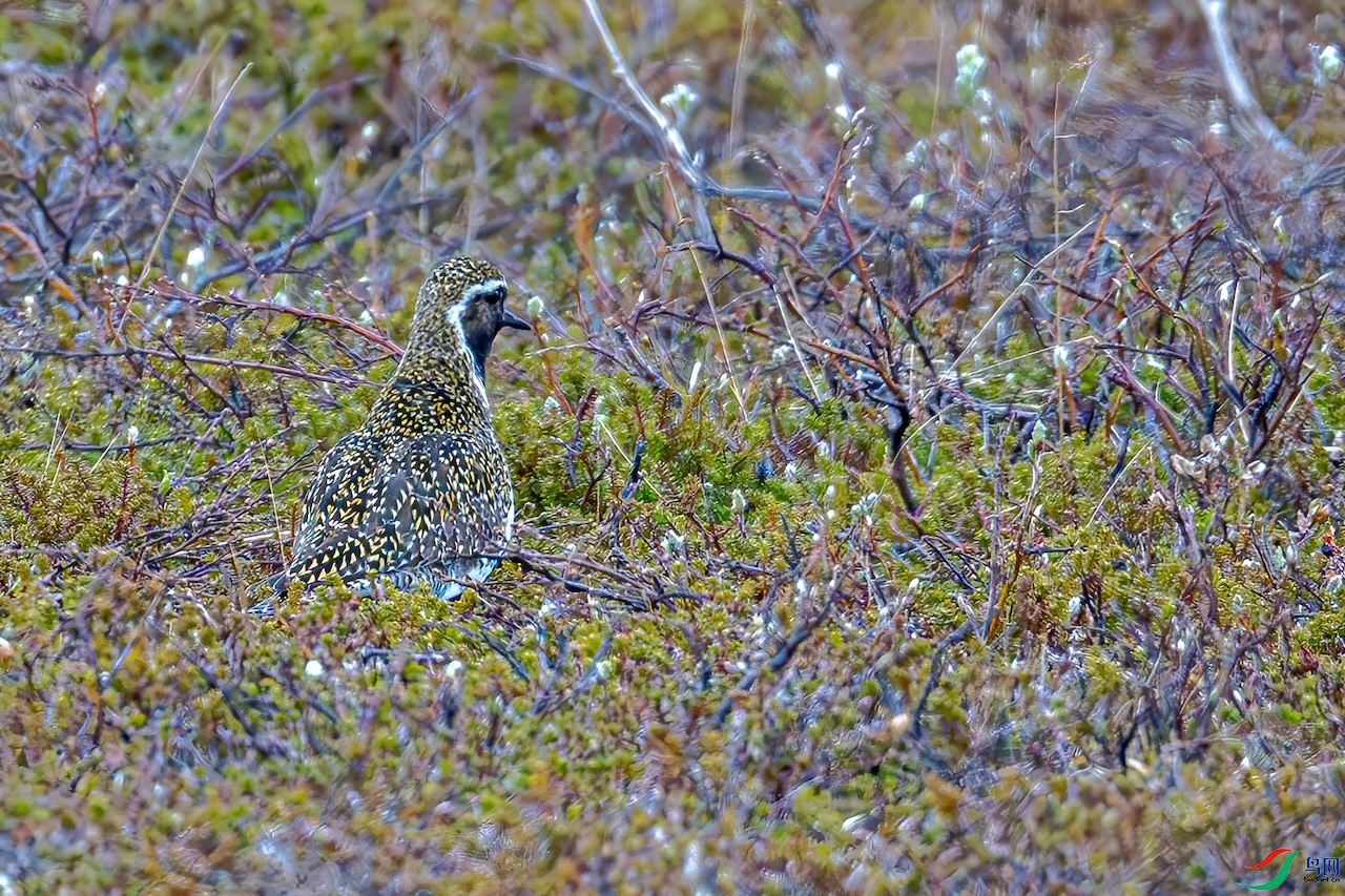 DSC_3970-D.jpg