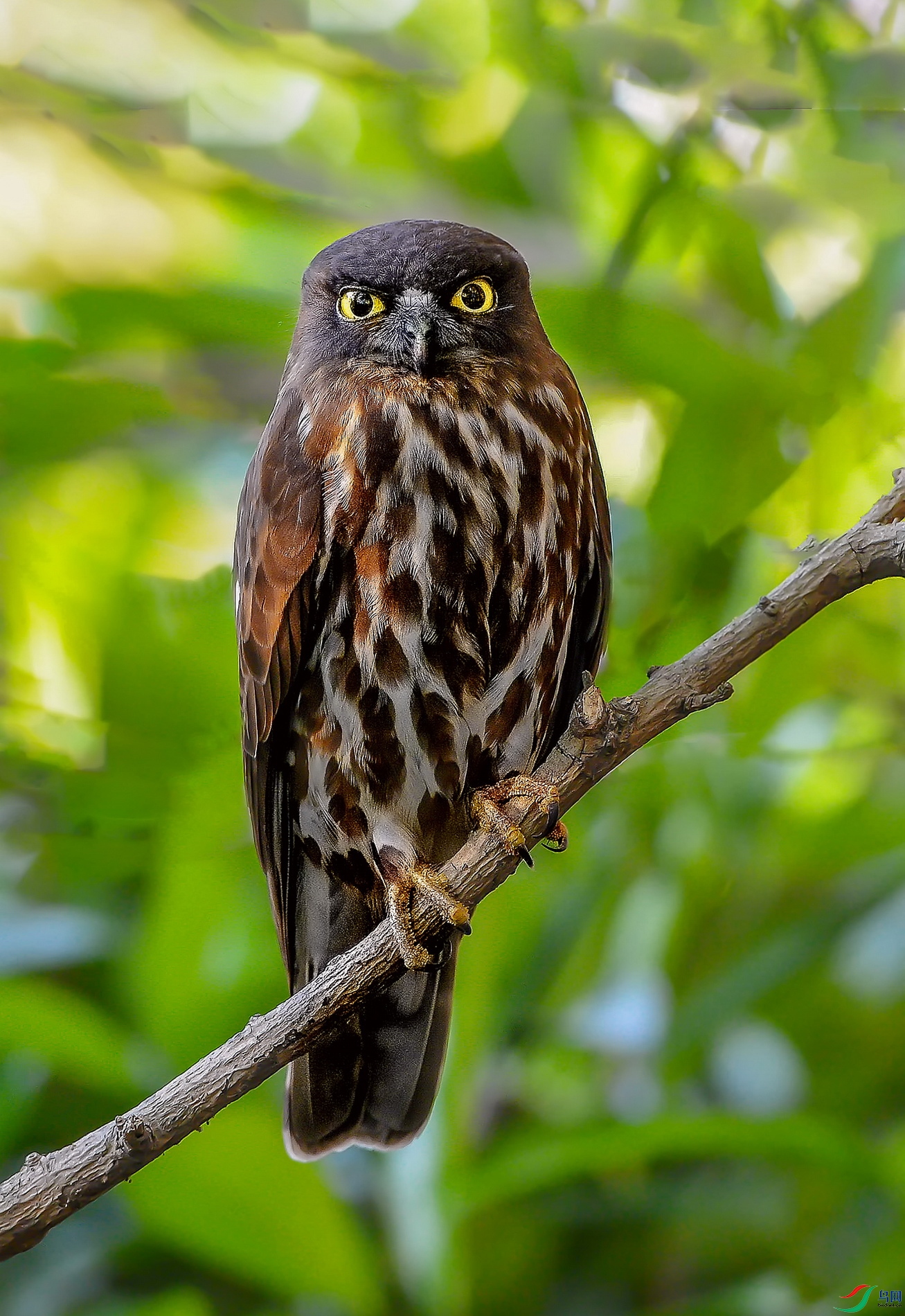 DSC_5627v.jpg