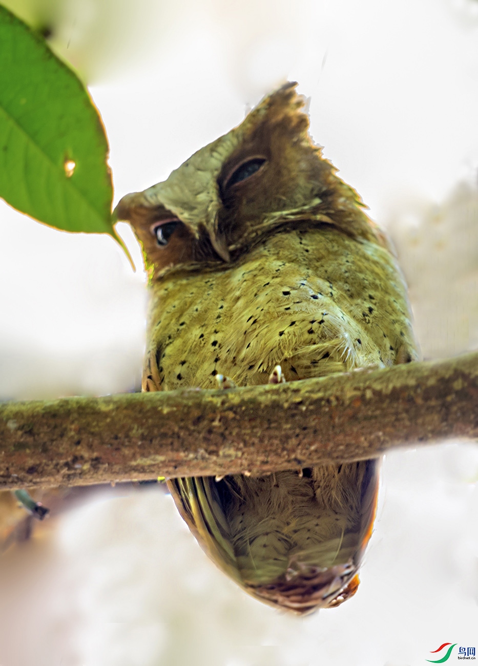DSC_8559a.jpg