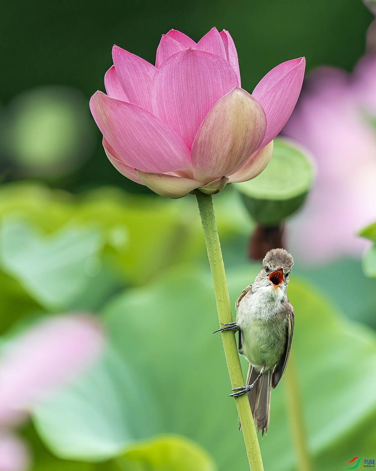 DSC03641-����ǿ-NR.JPG
