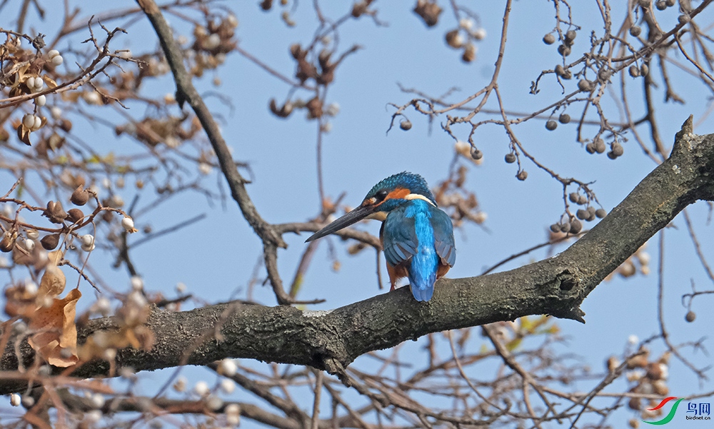 DSCF5549.1.jpg