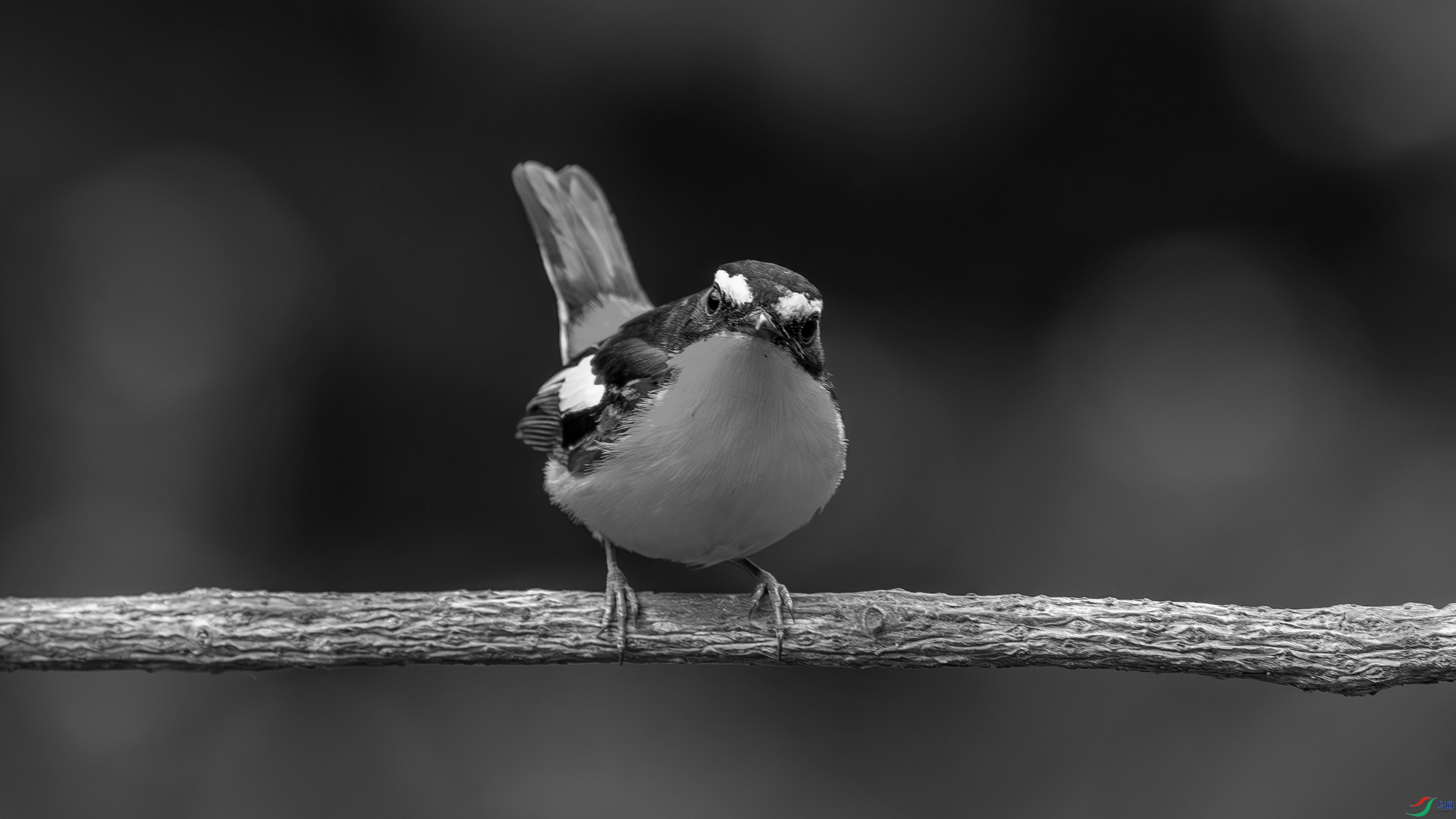 DSC05093-h.jpg