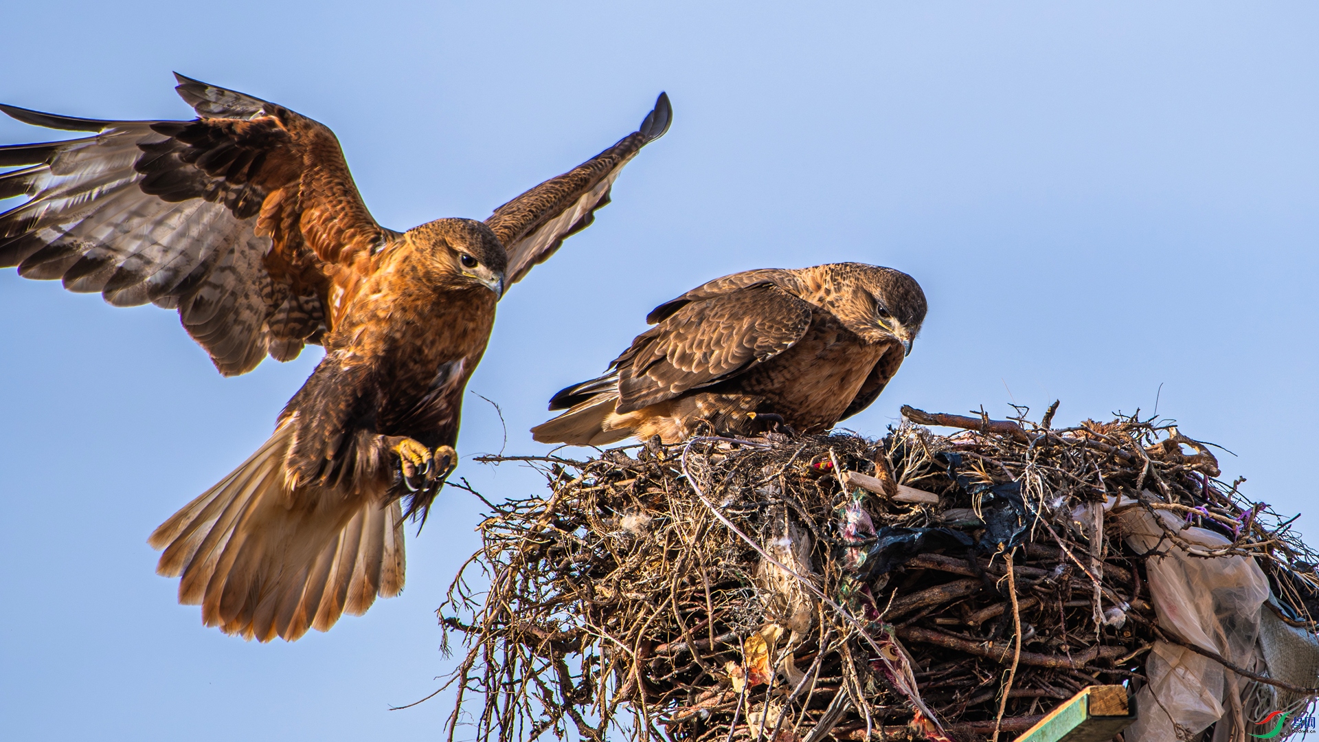 DSC_1009 ����_����.jpg