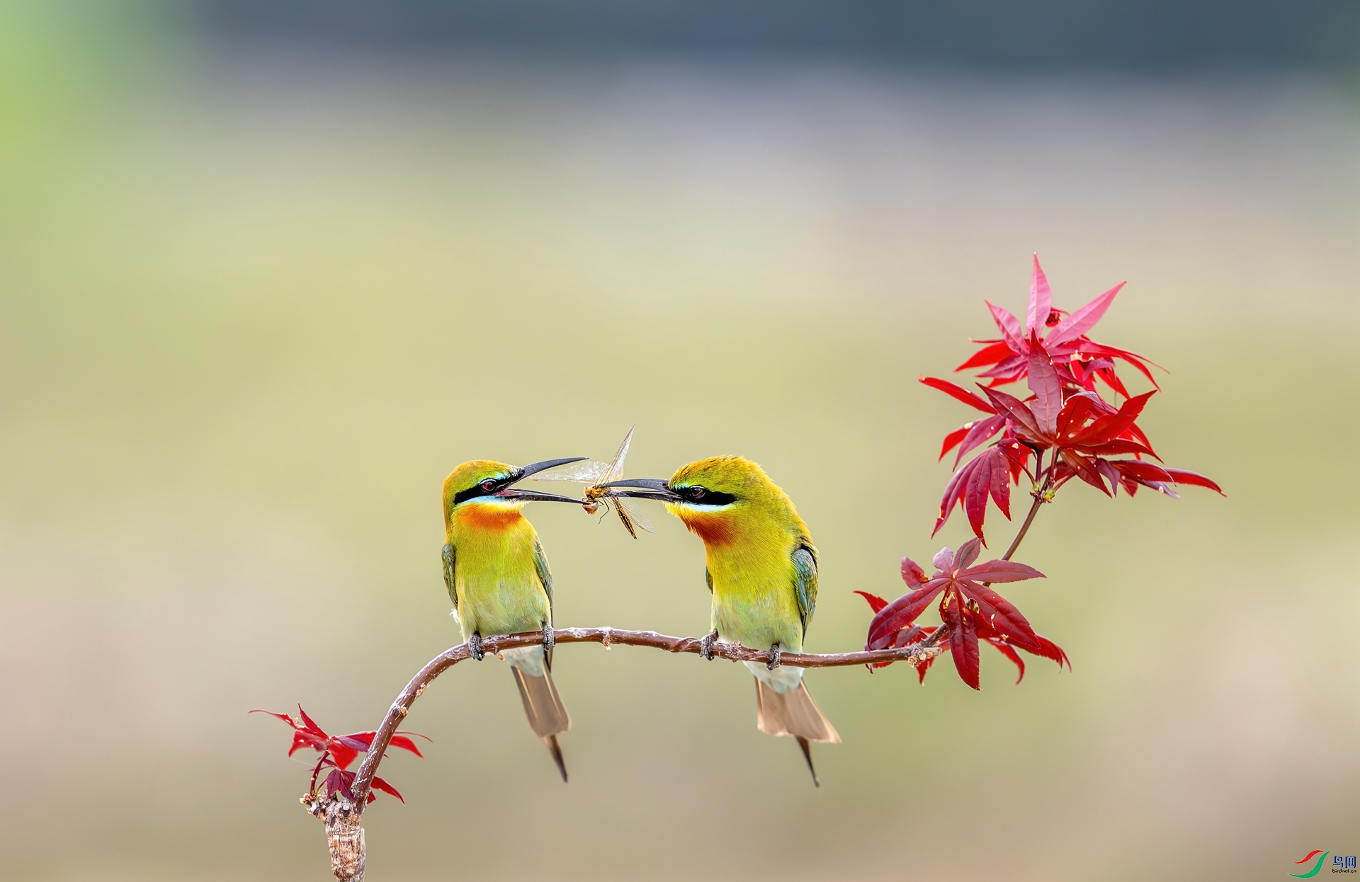 DSC_2114-1.jpg