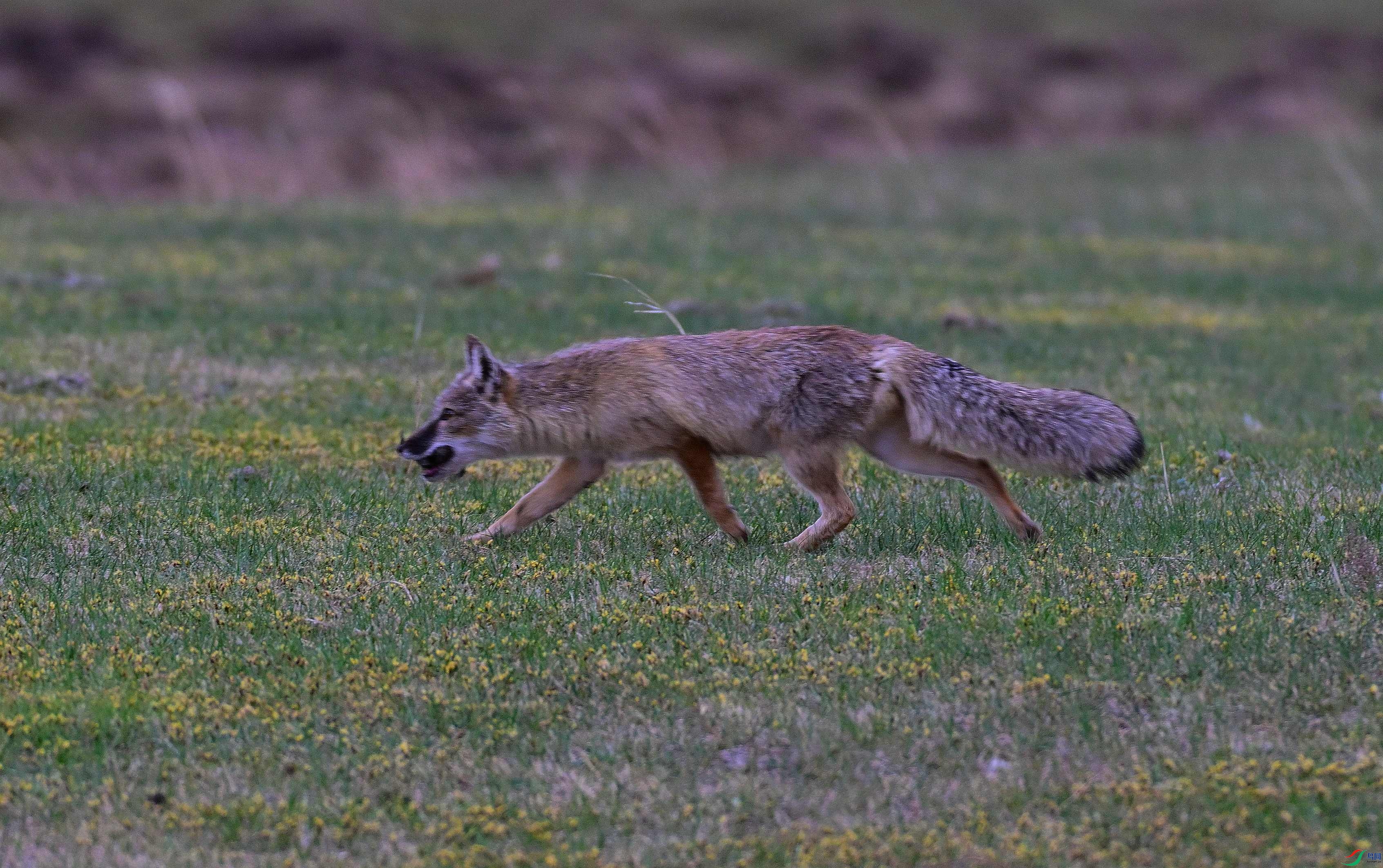 DSC_0827.JPG