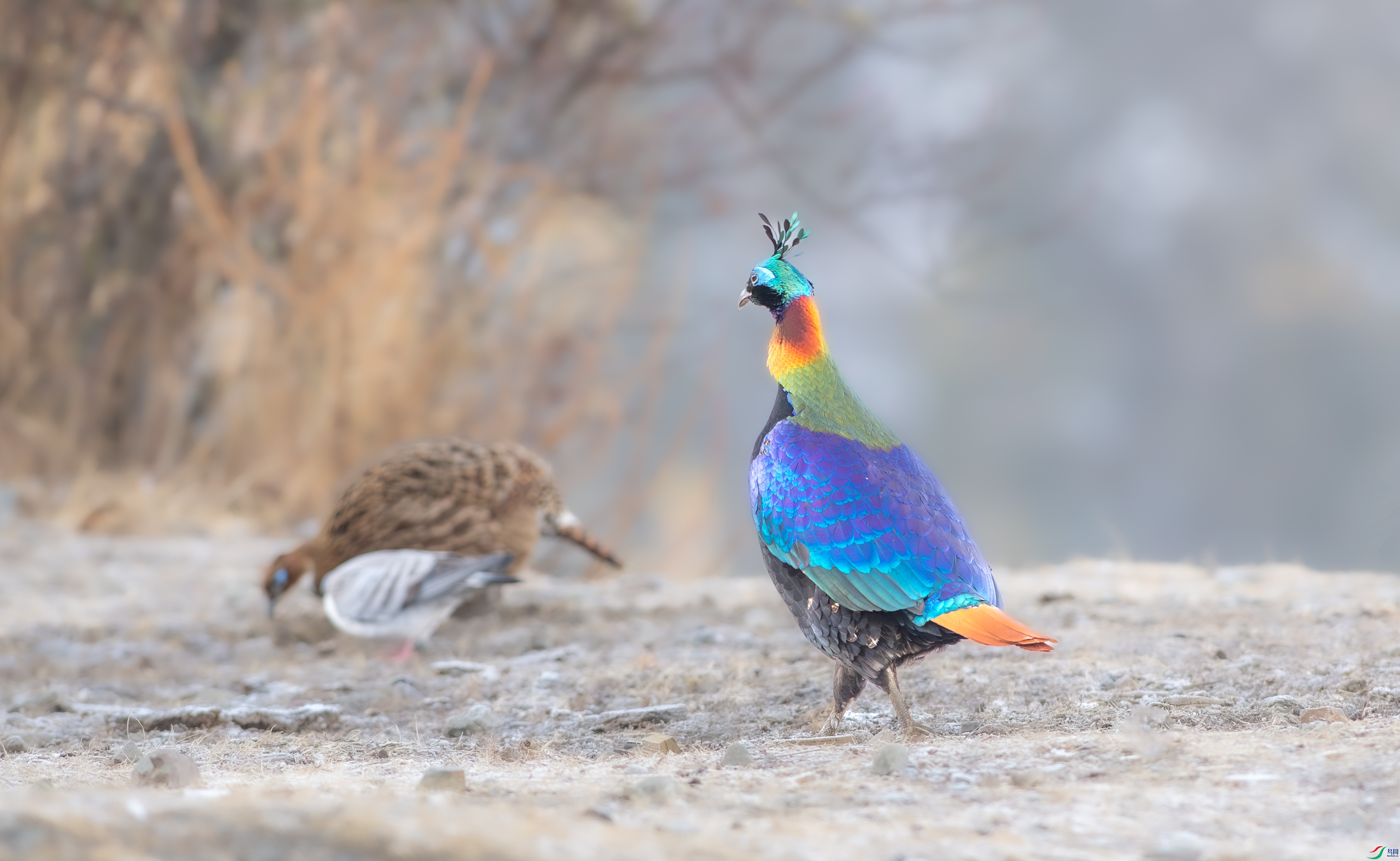 DSC_6421-1.jpg