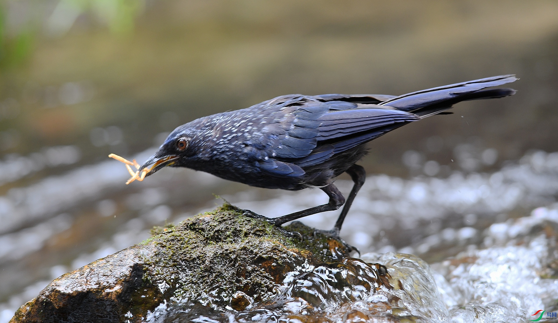 DSC_3658.jpg