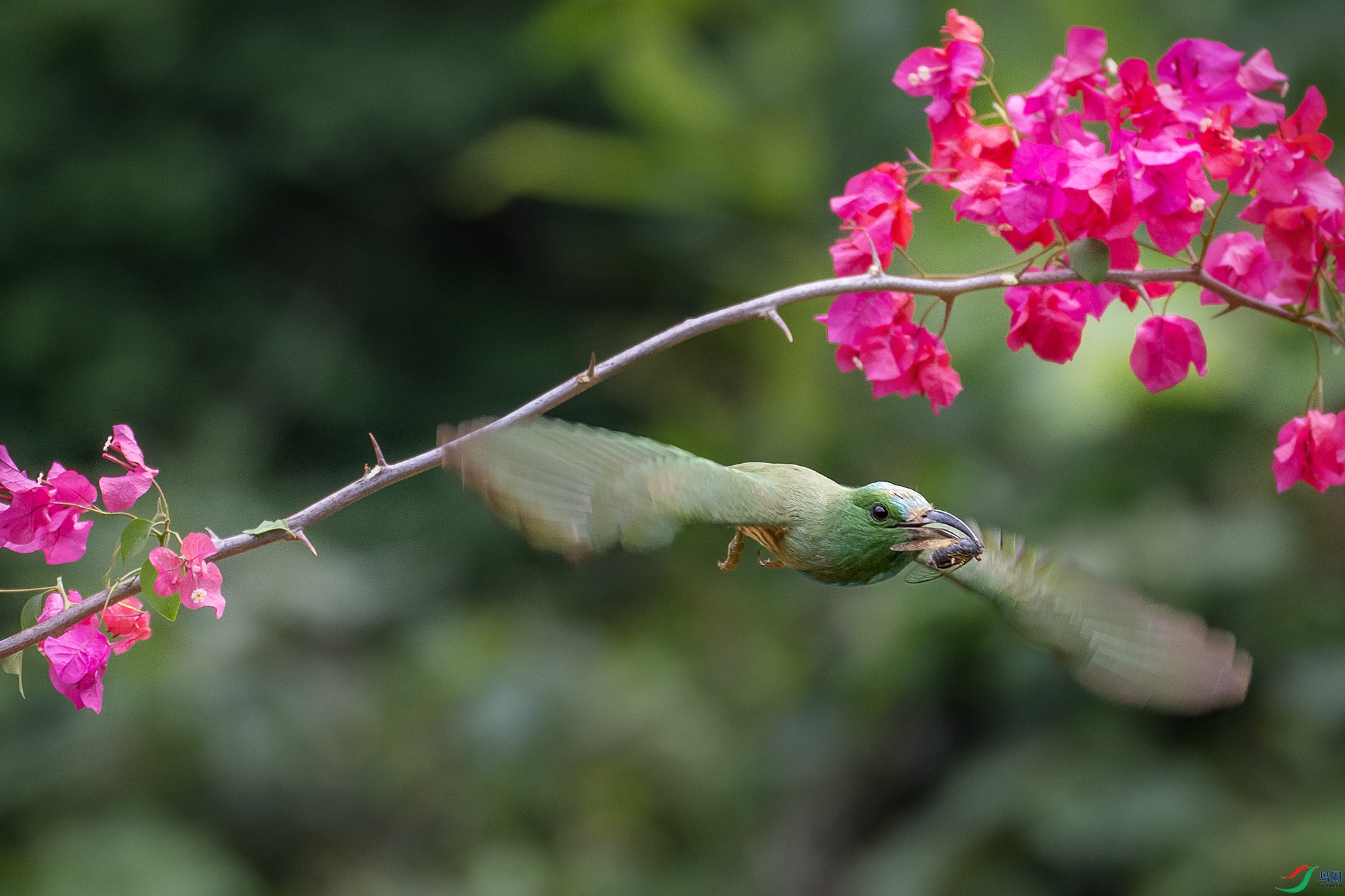 DSC_1532-1.jpg