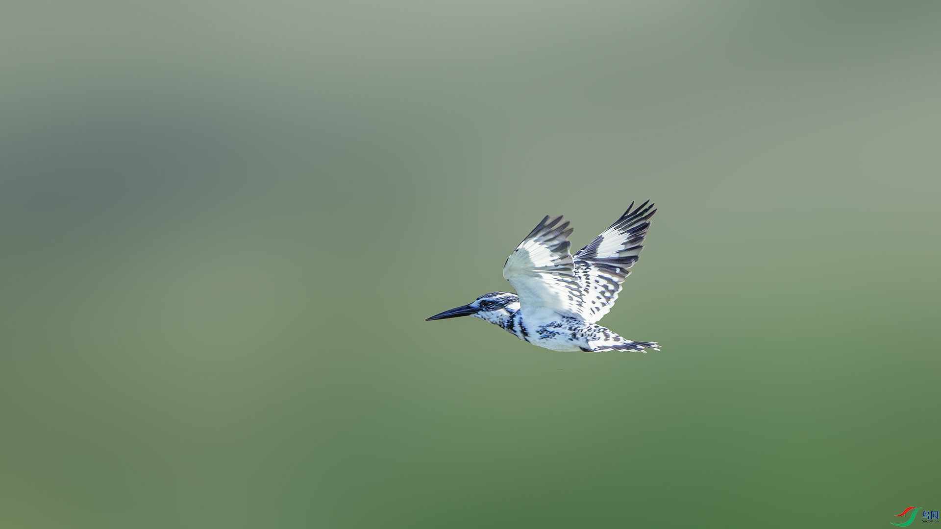 DSC_6561-����ǿ-NR ����.jpg
