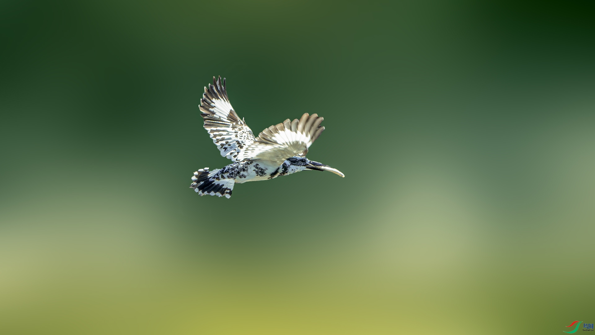 DSC_6433-����ǿ-NR ����.jpg