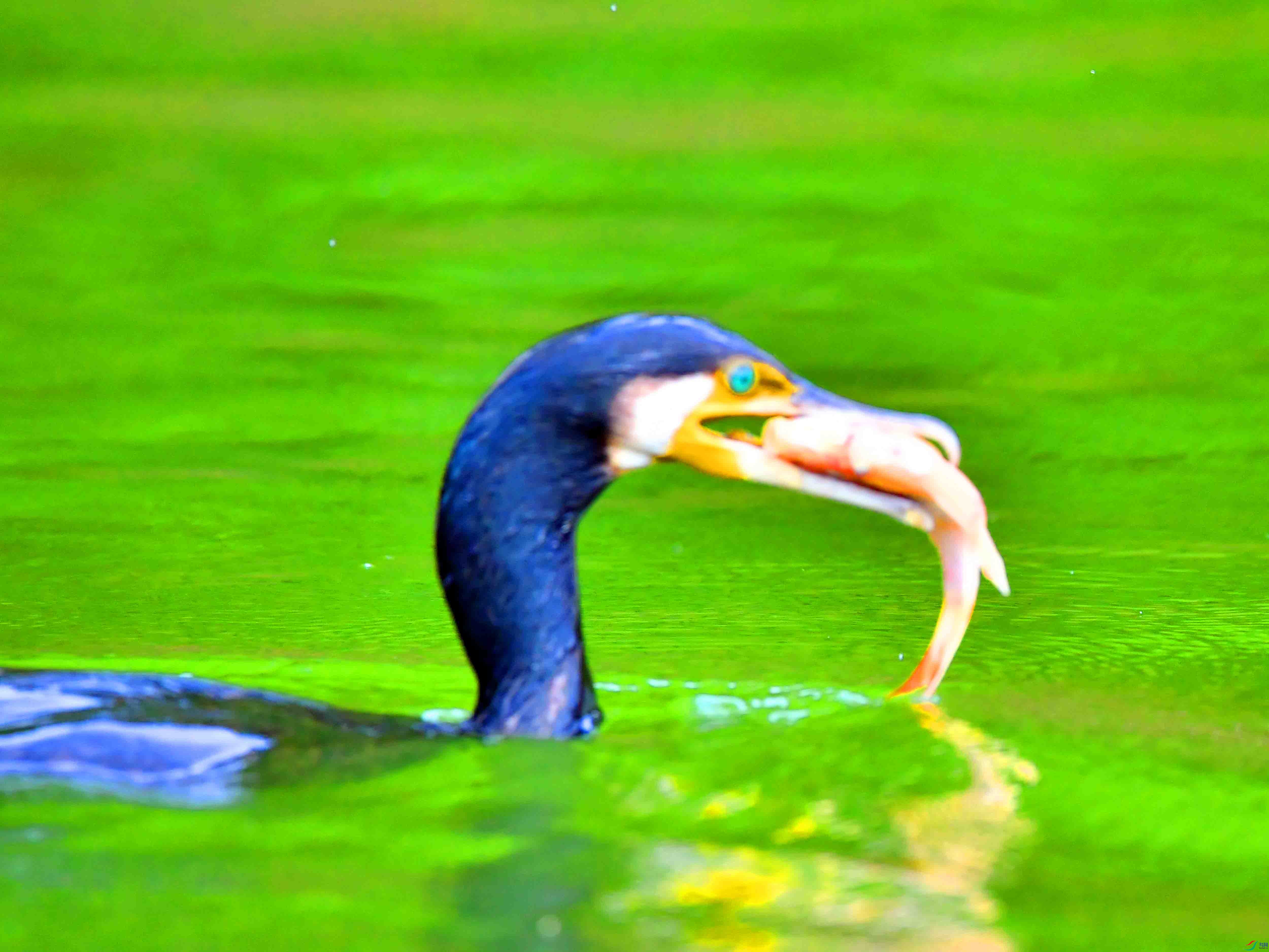 DSC_0447.JPG