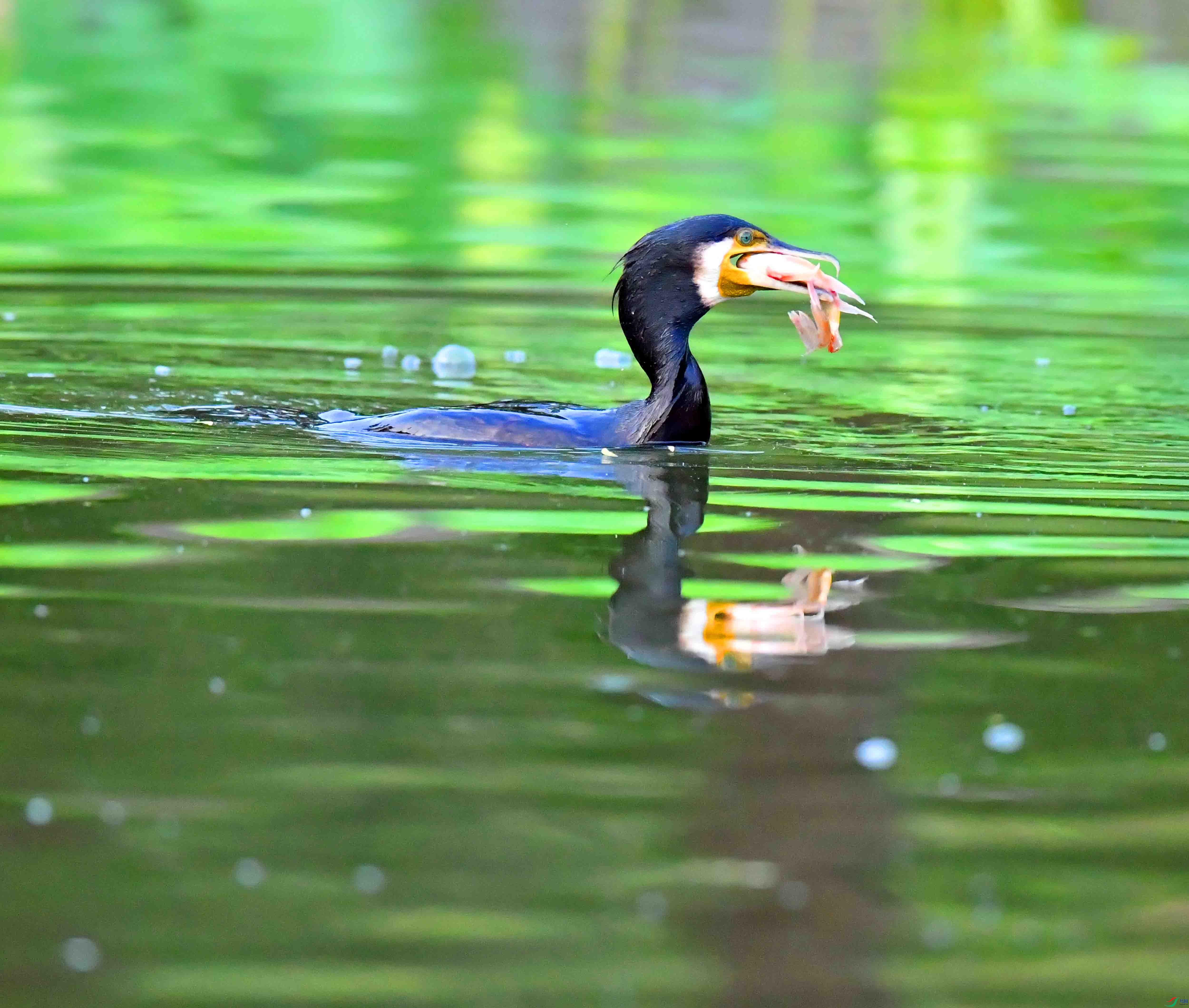 DSC_7379.JPG