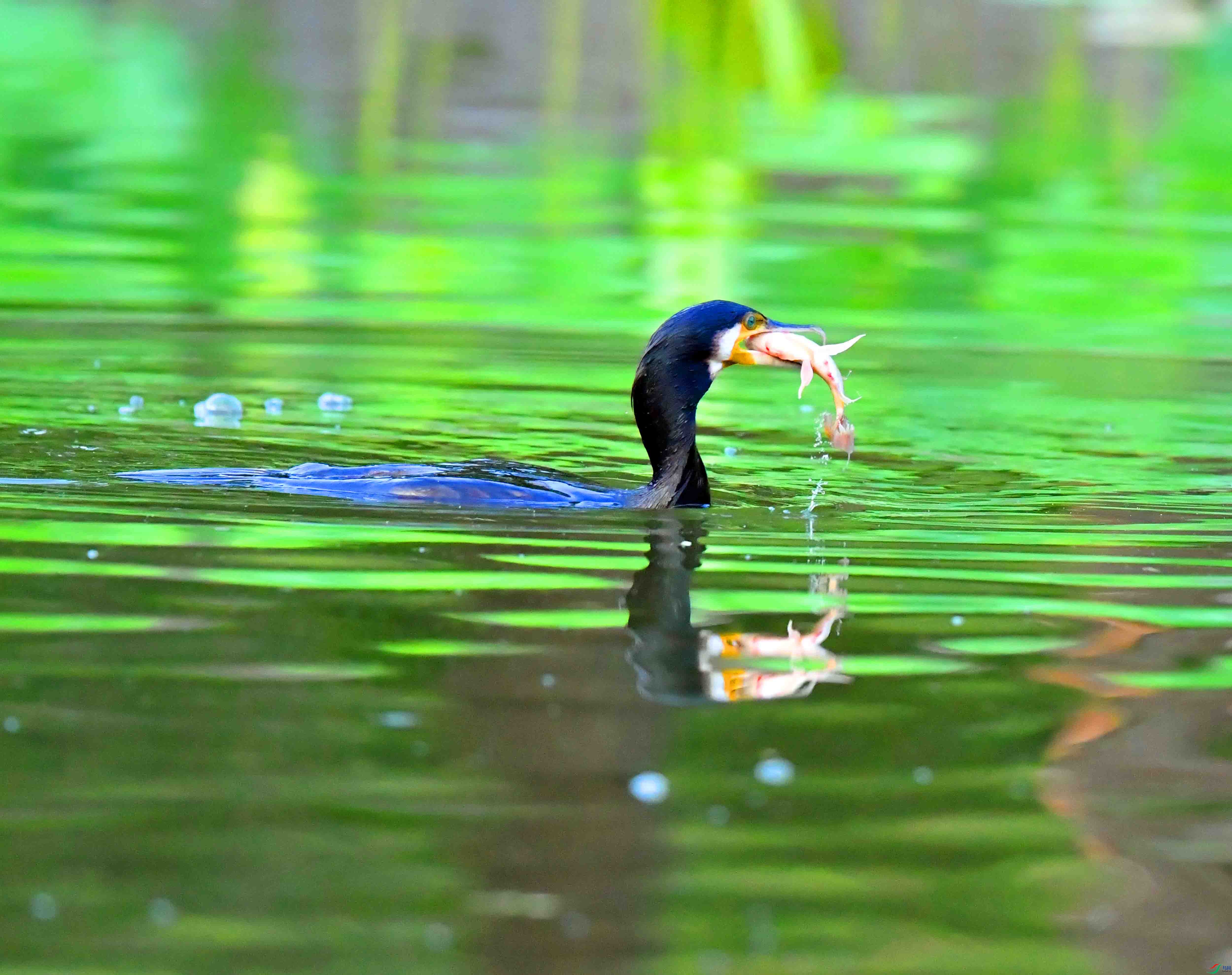 DSC_7383.JPG