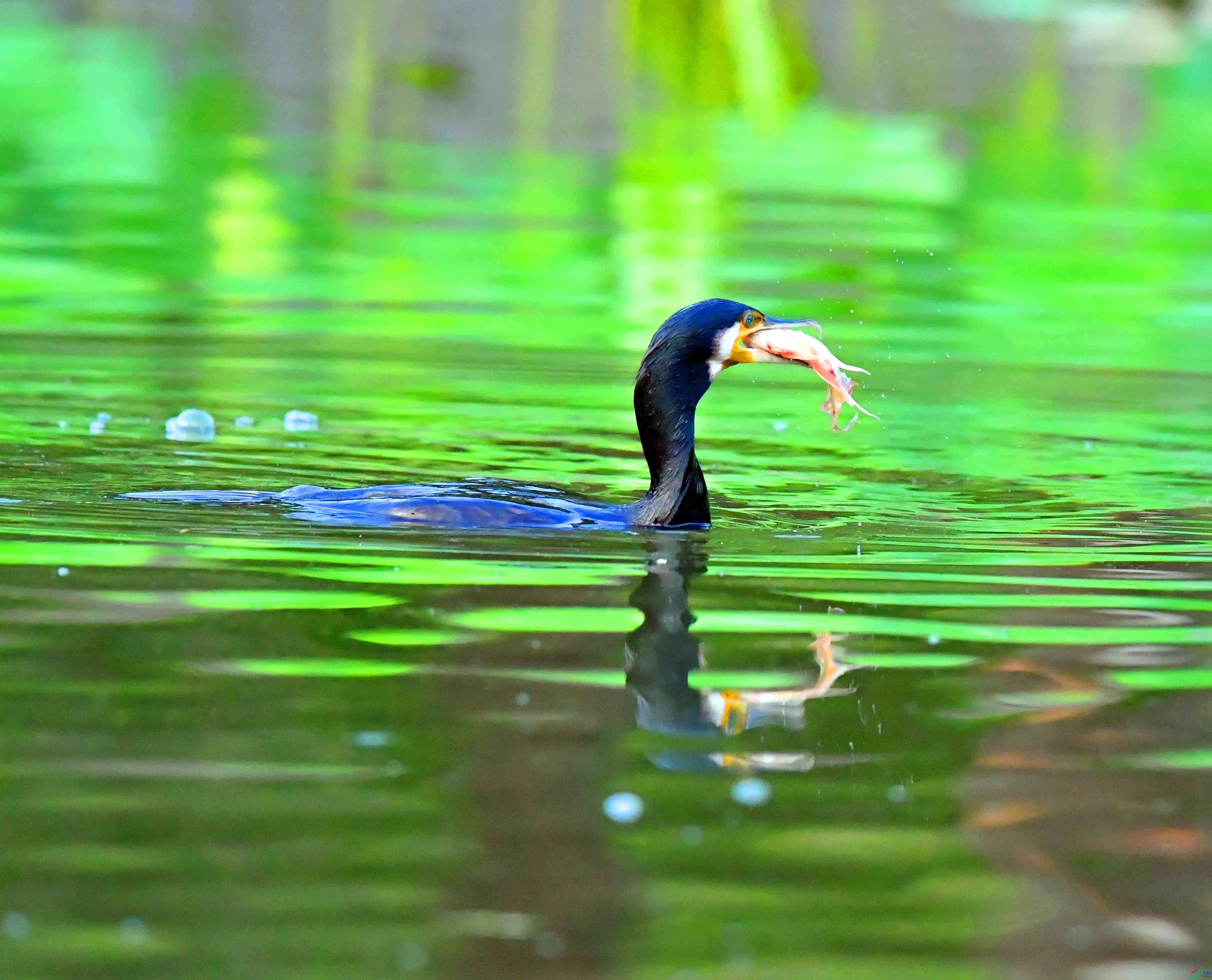 DSC_7384.JPG