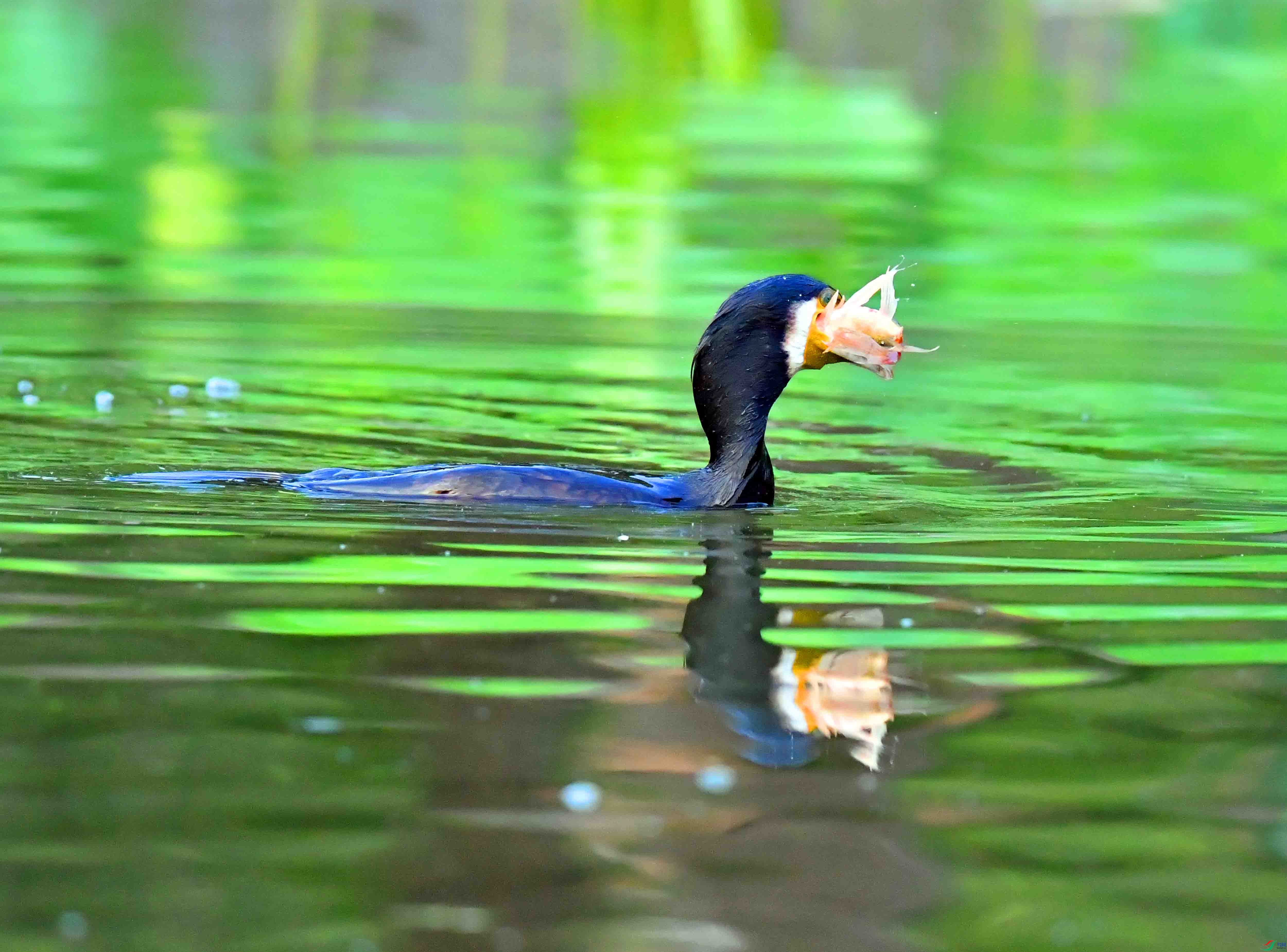 DSC_7386.JPG