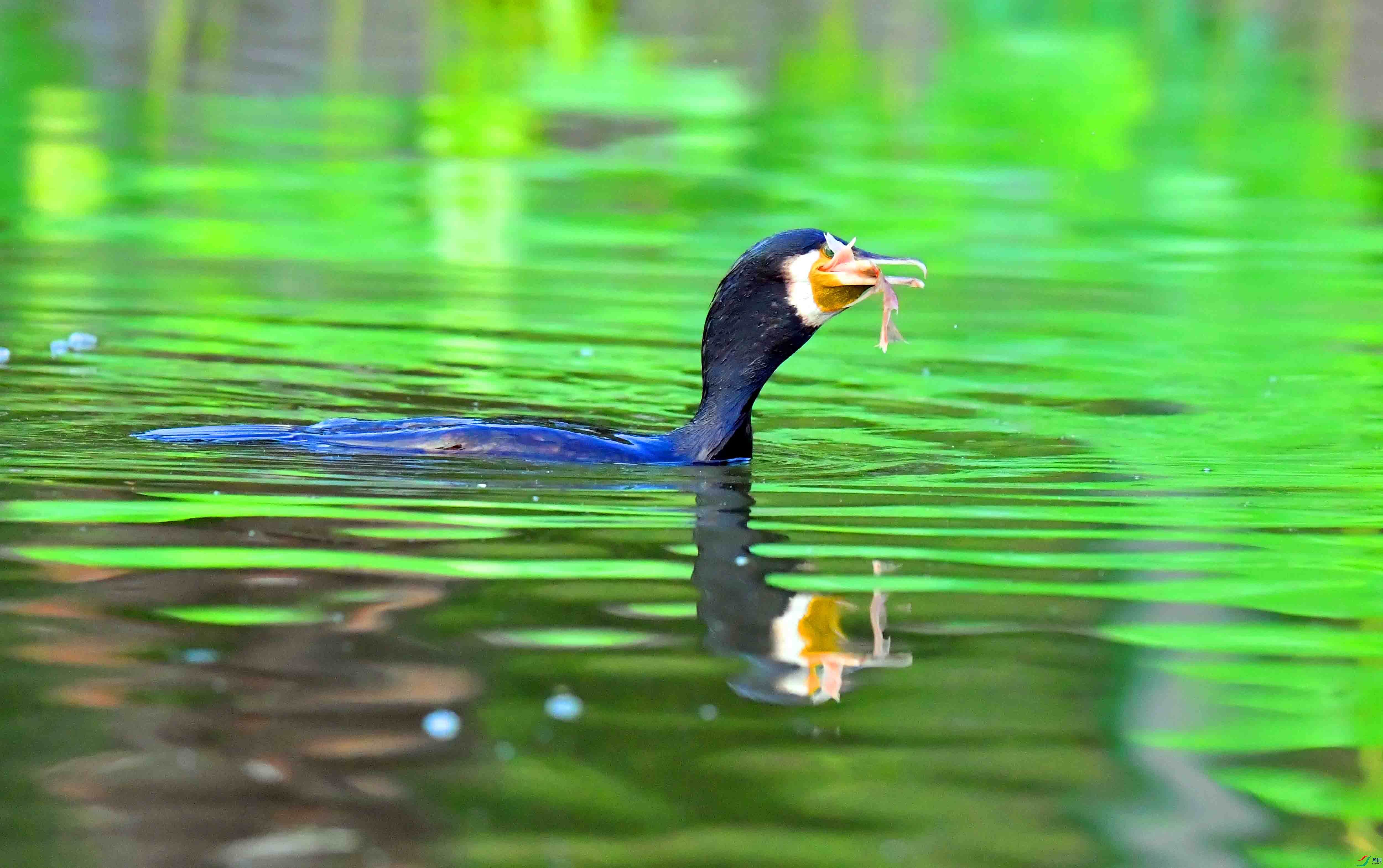 DSC_7390.JPG