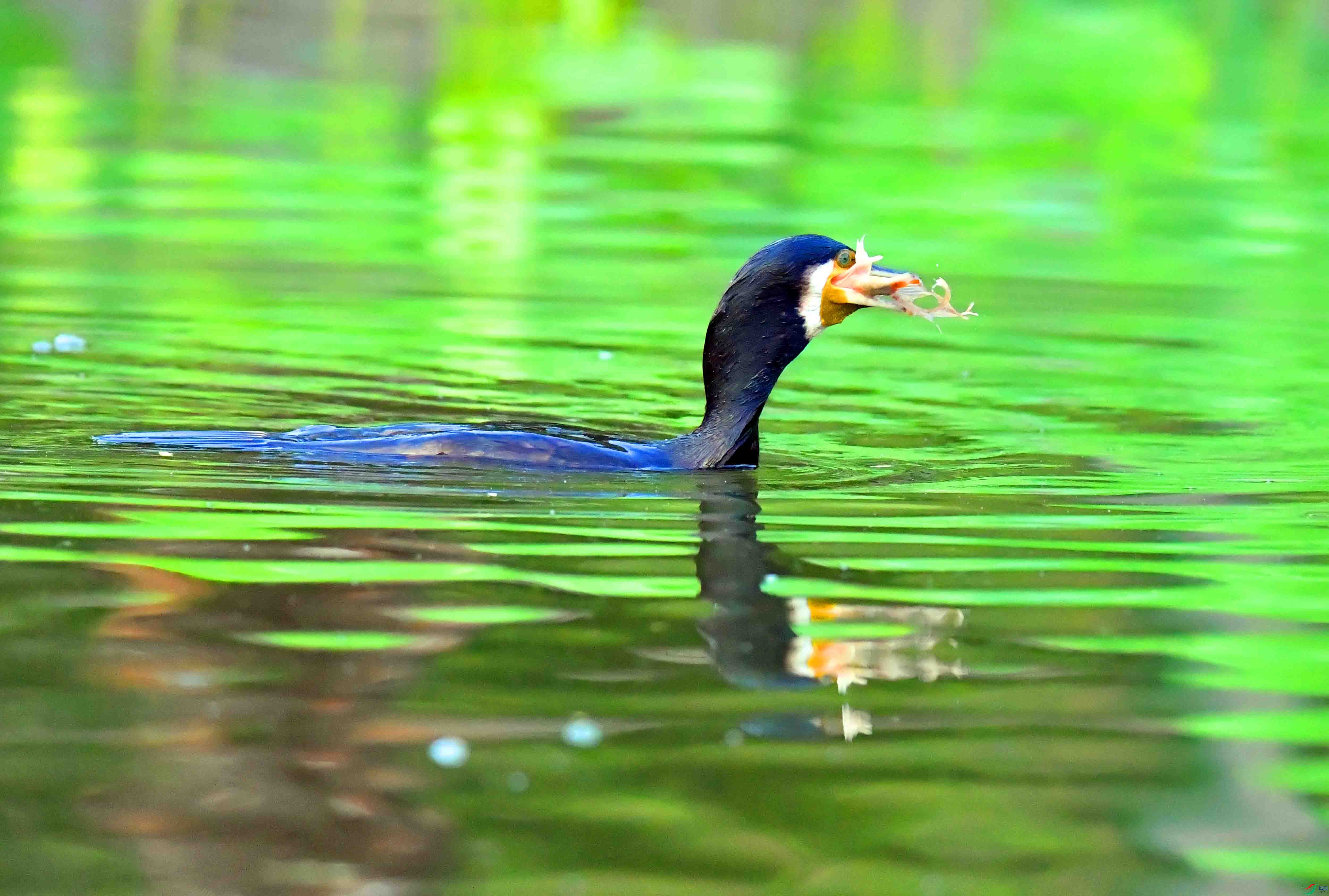 DSC_7389.JPG