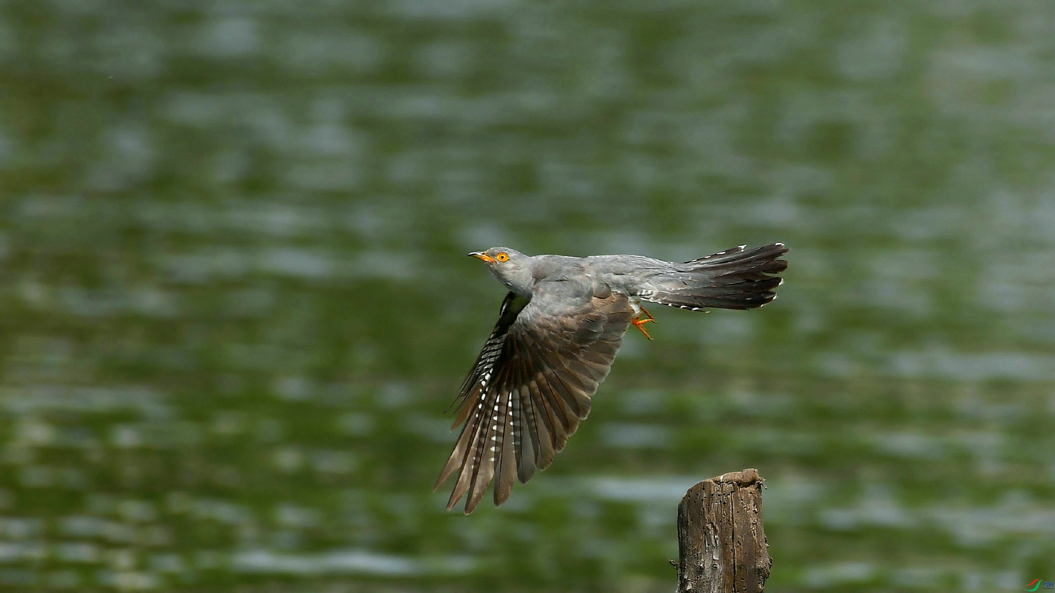 DSC_9937.JPG