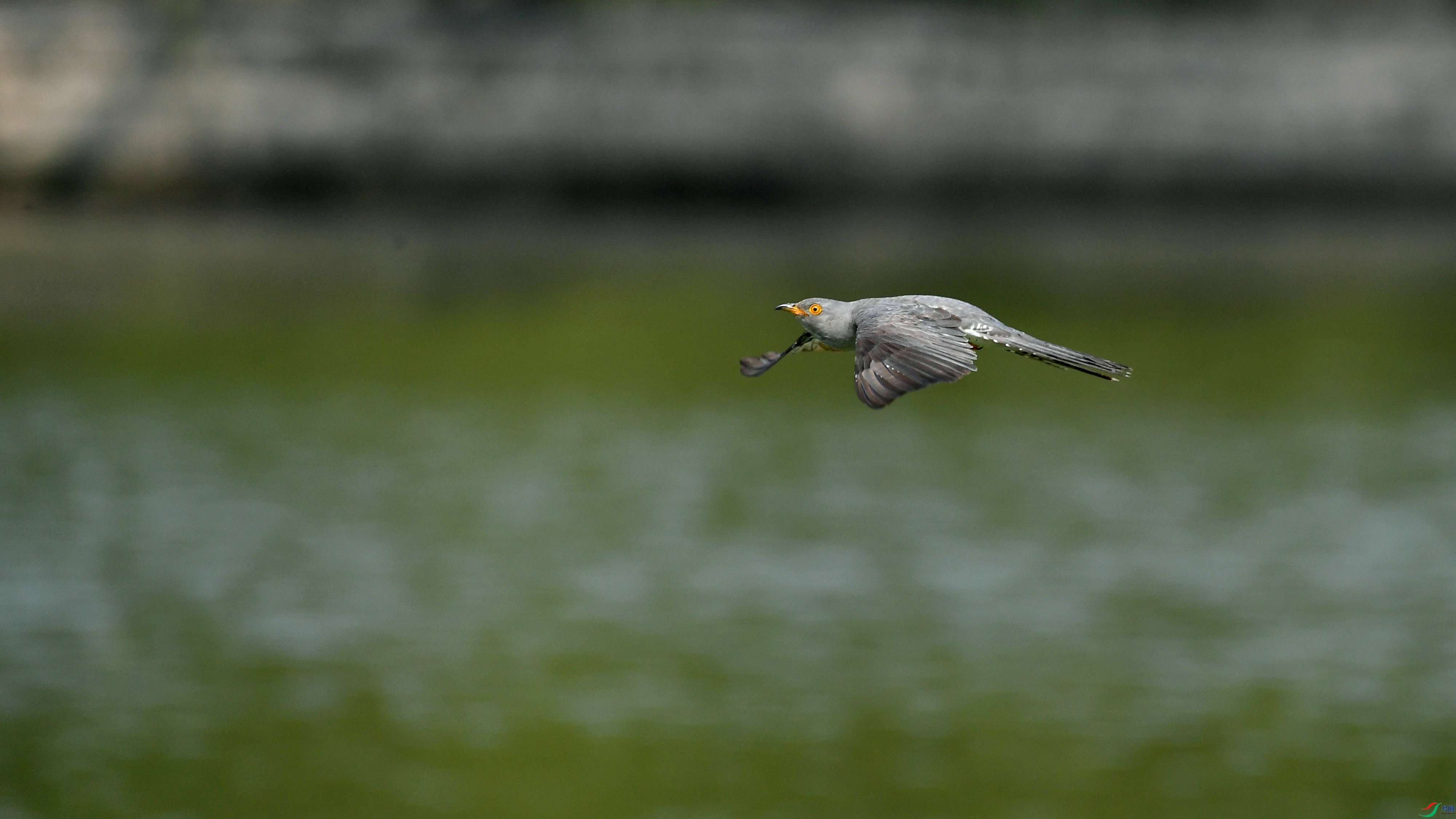 DSC_9944.JPG