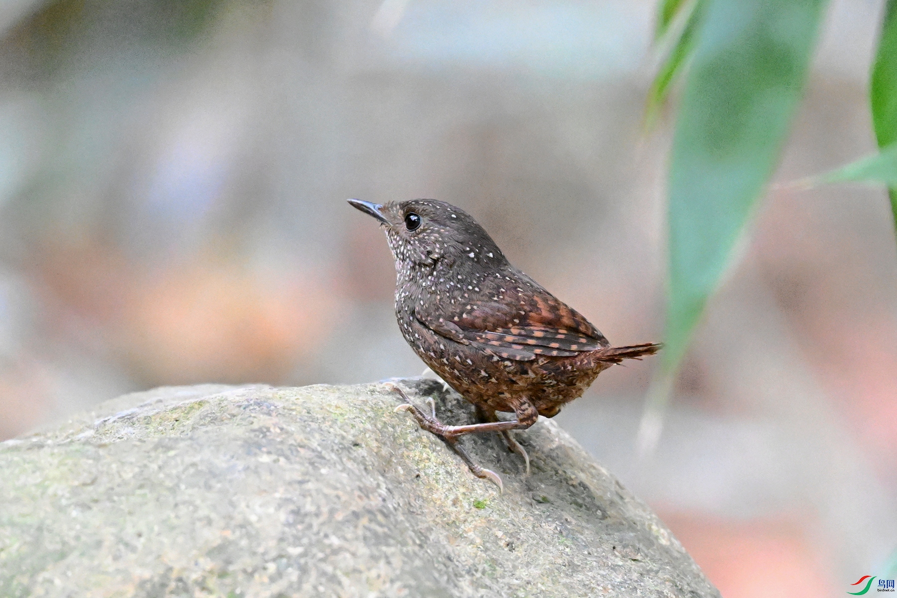 DSC_9444.JPG
