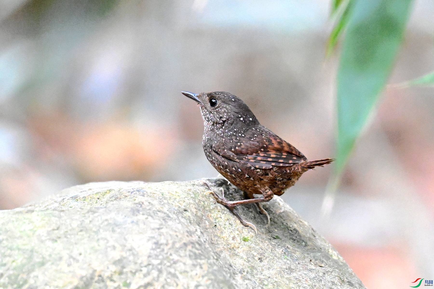 DSC_9445.JPG