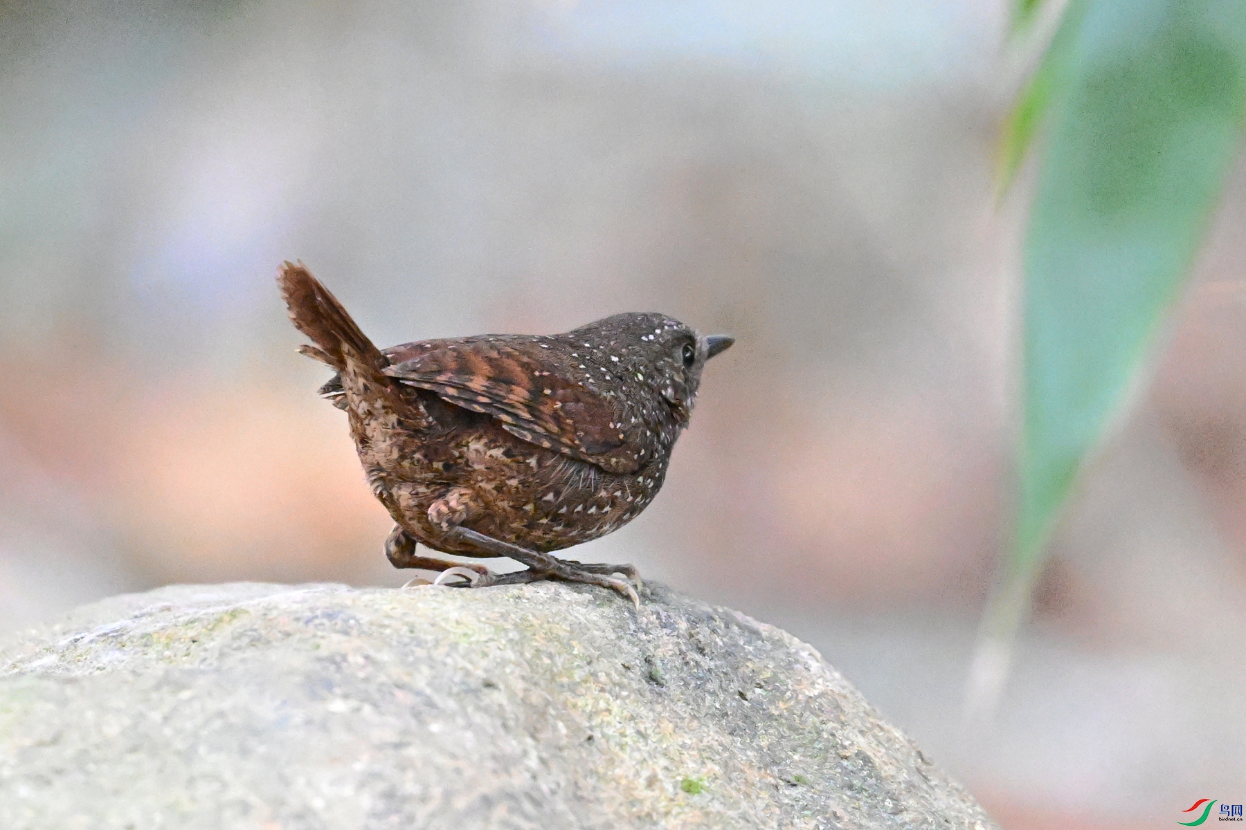 DSC_9478.JPG