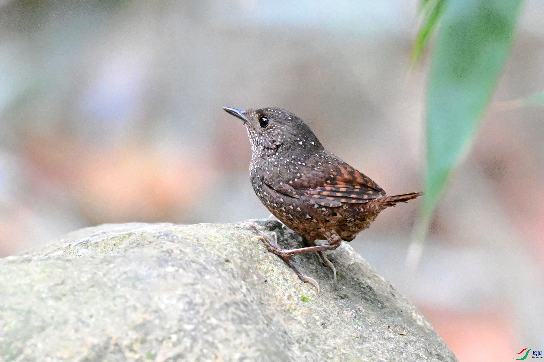 DSC_9446.JPG