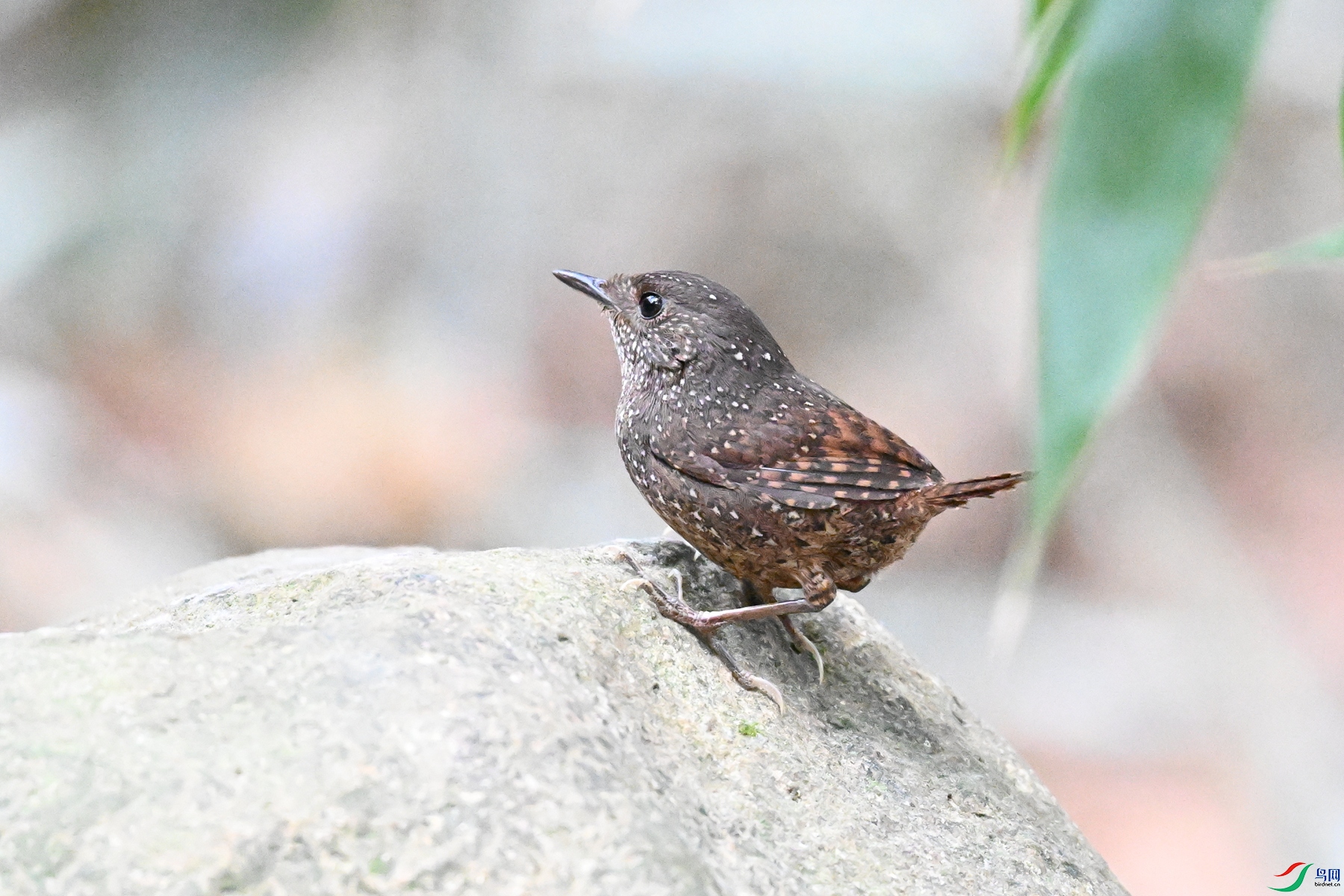 DSC_9447.JPG