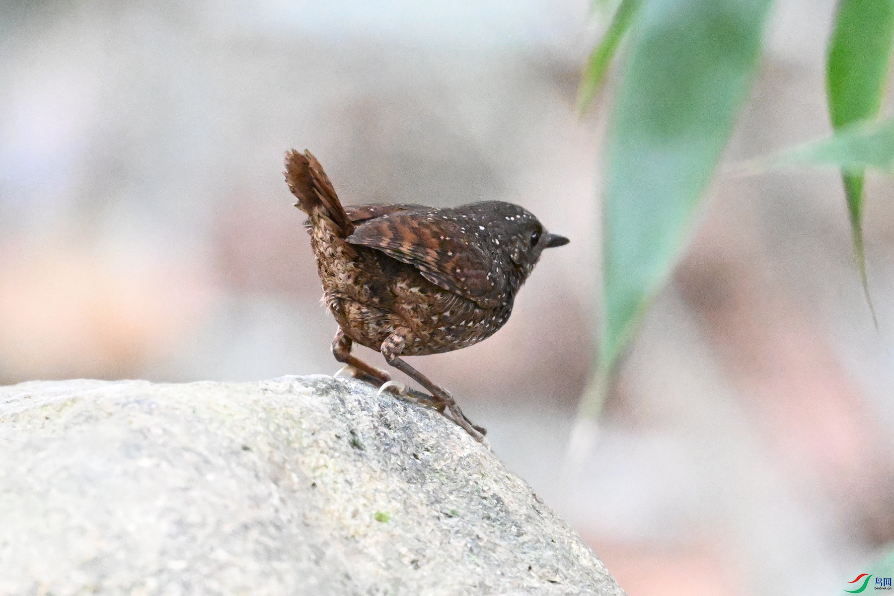 DSC_9452.JPG