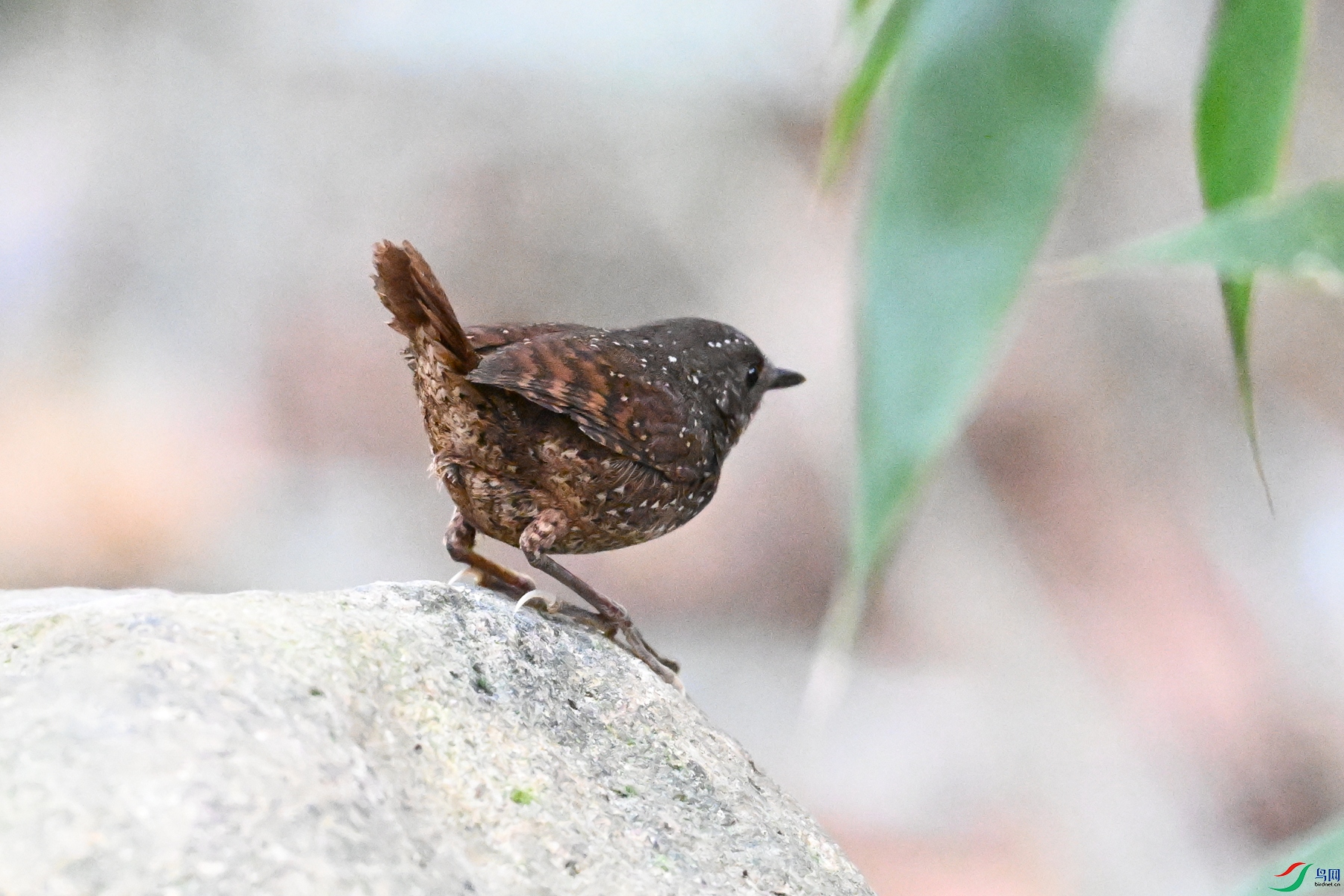 DSC_9453.JPG