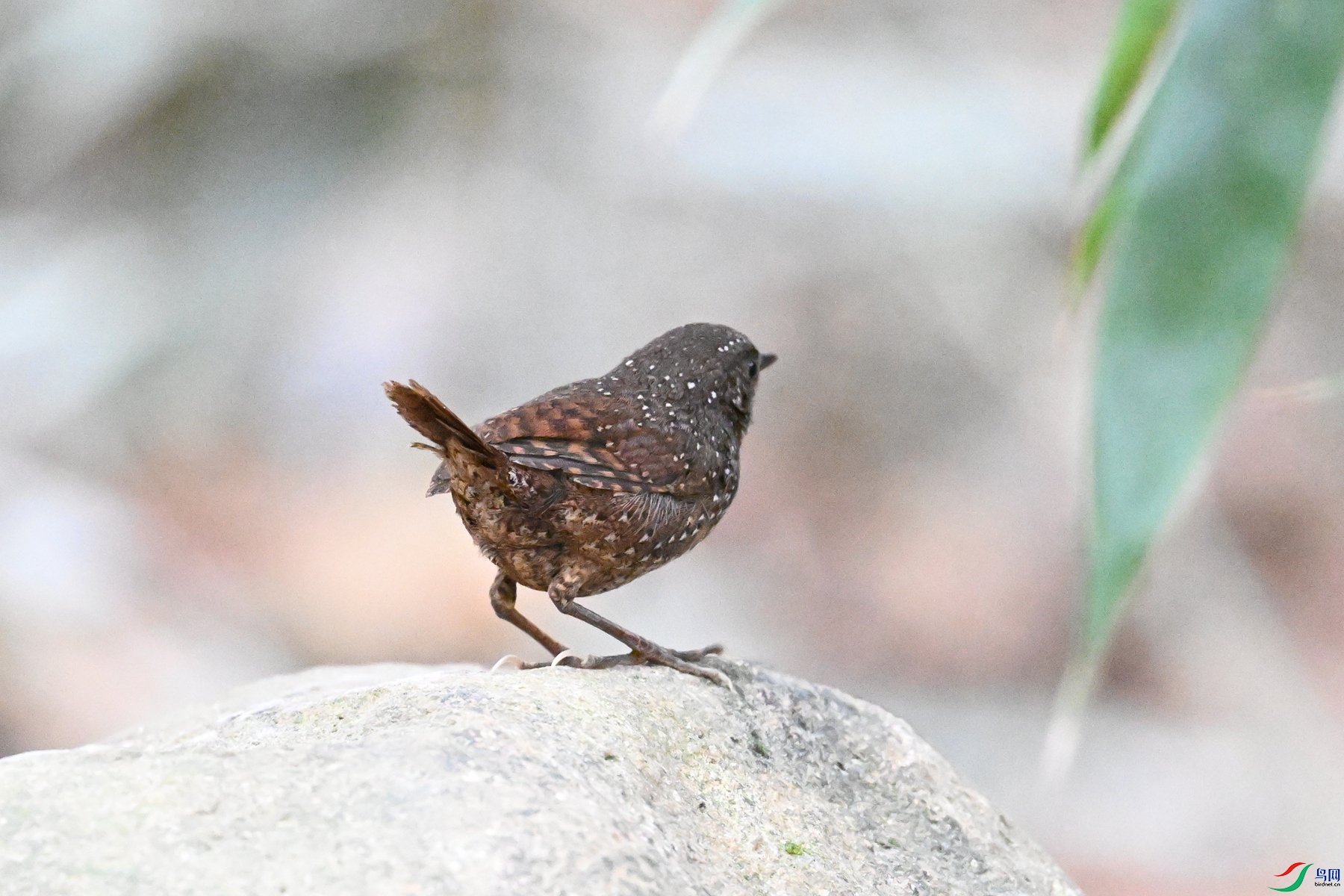 DSC_9474.JPG