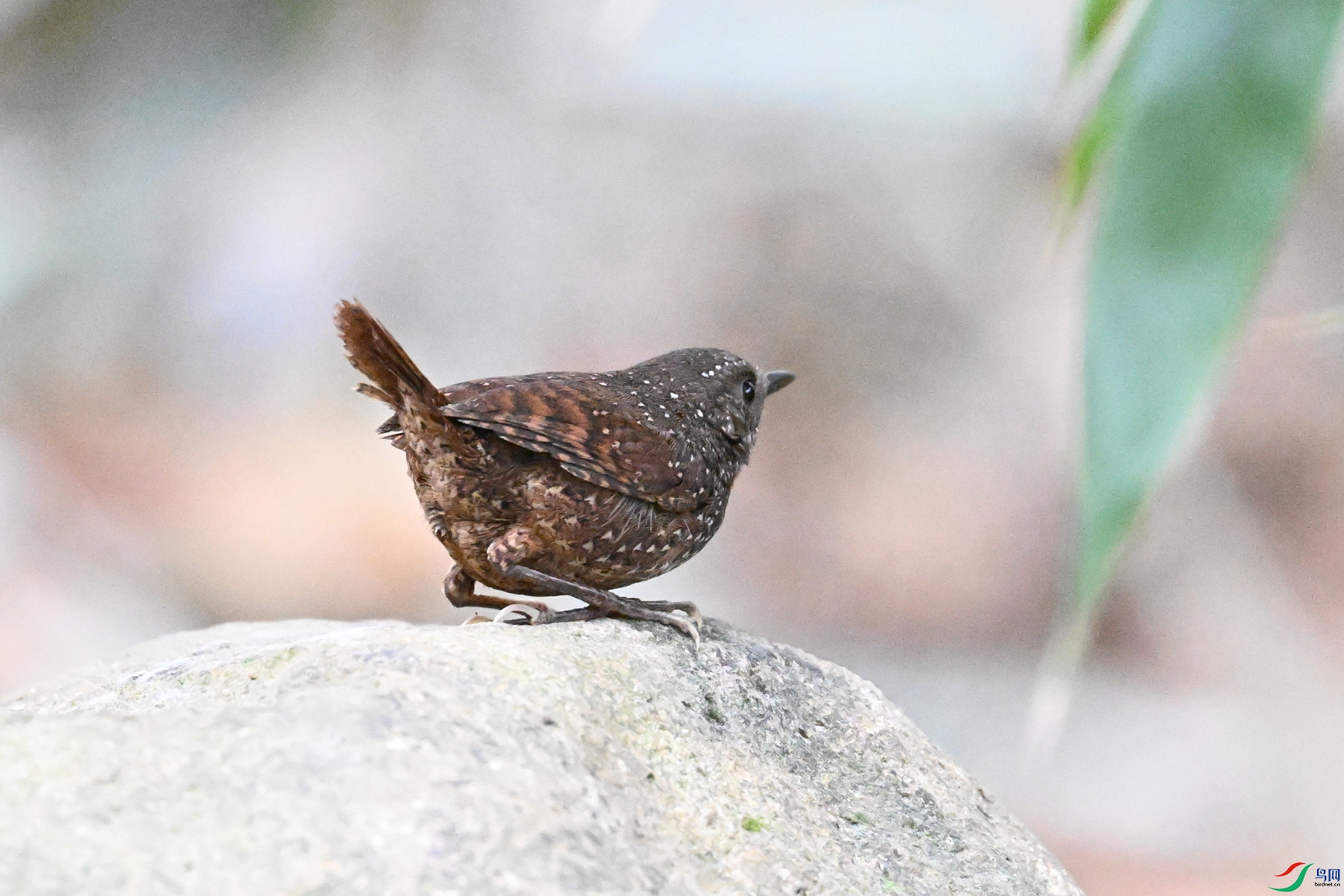 DSC_9477.JPG