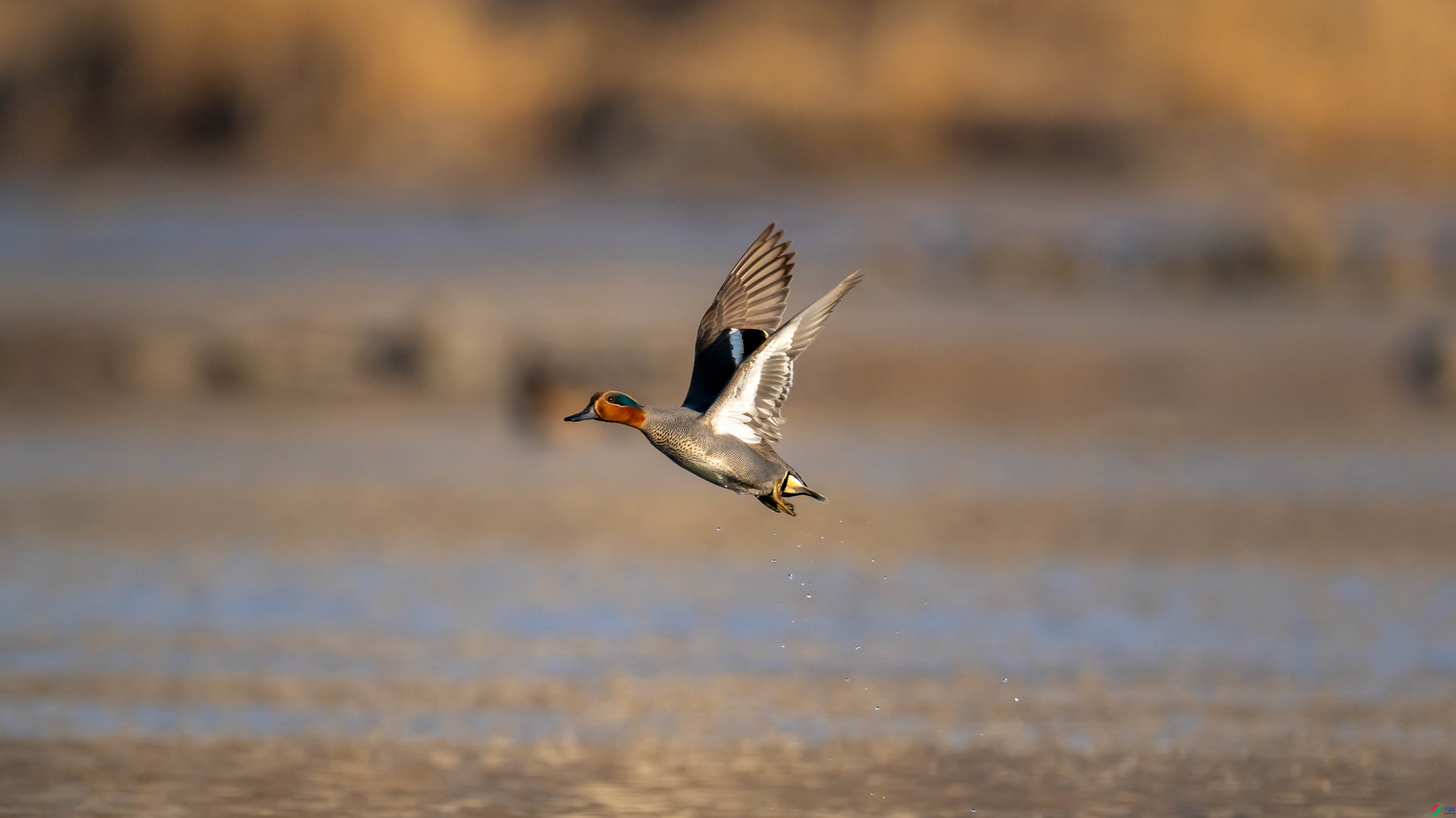 DSC_0192.jpg