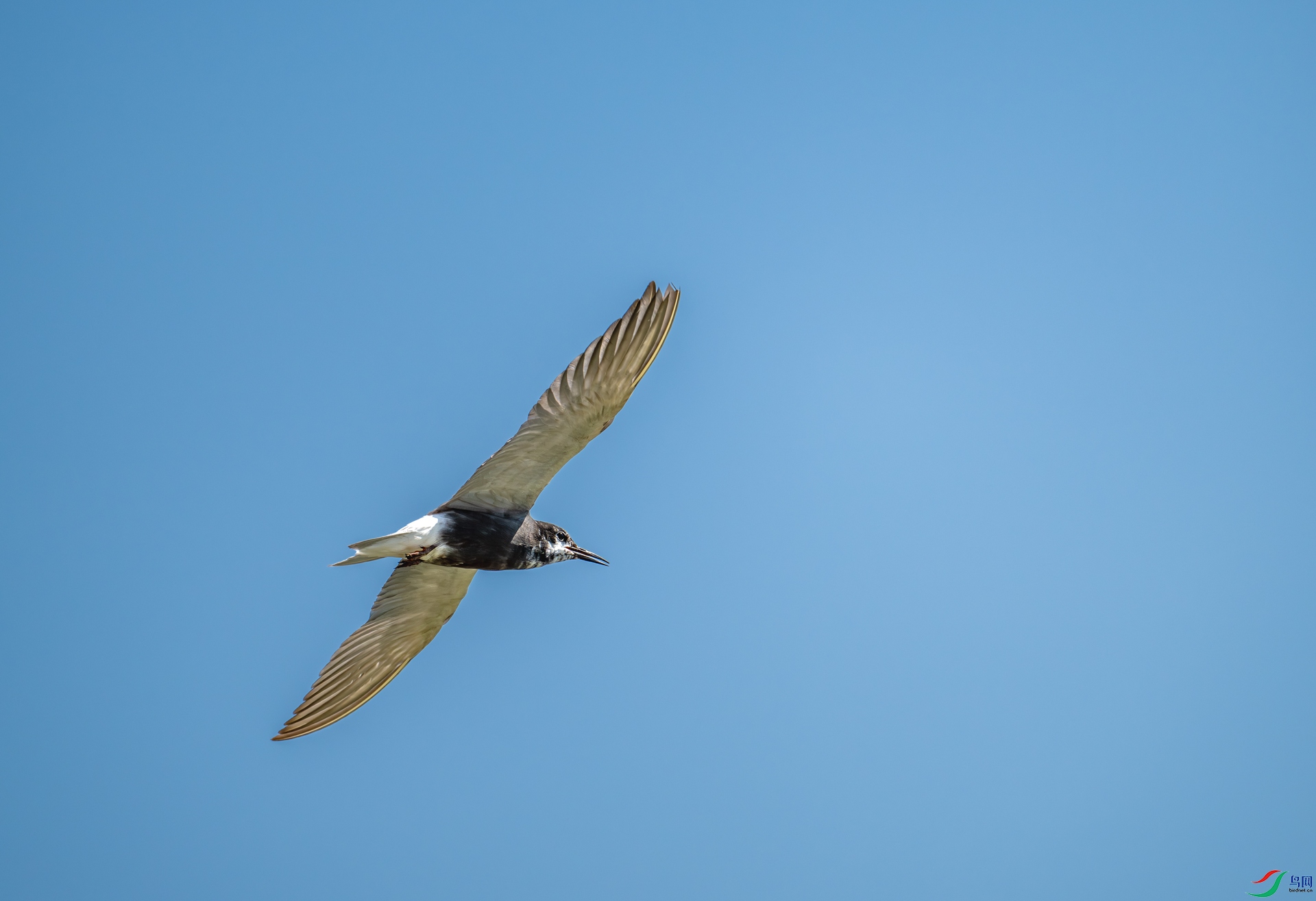 DSC_0338.jpg