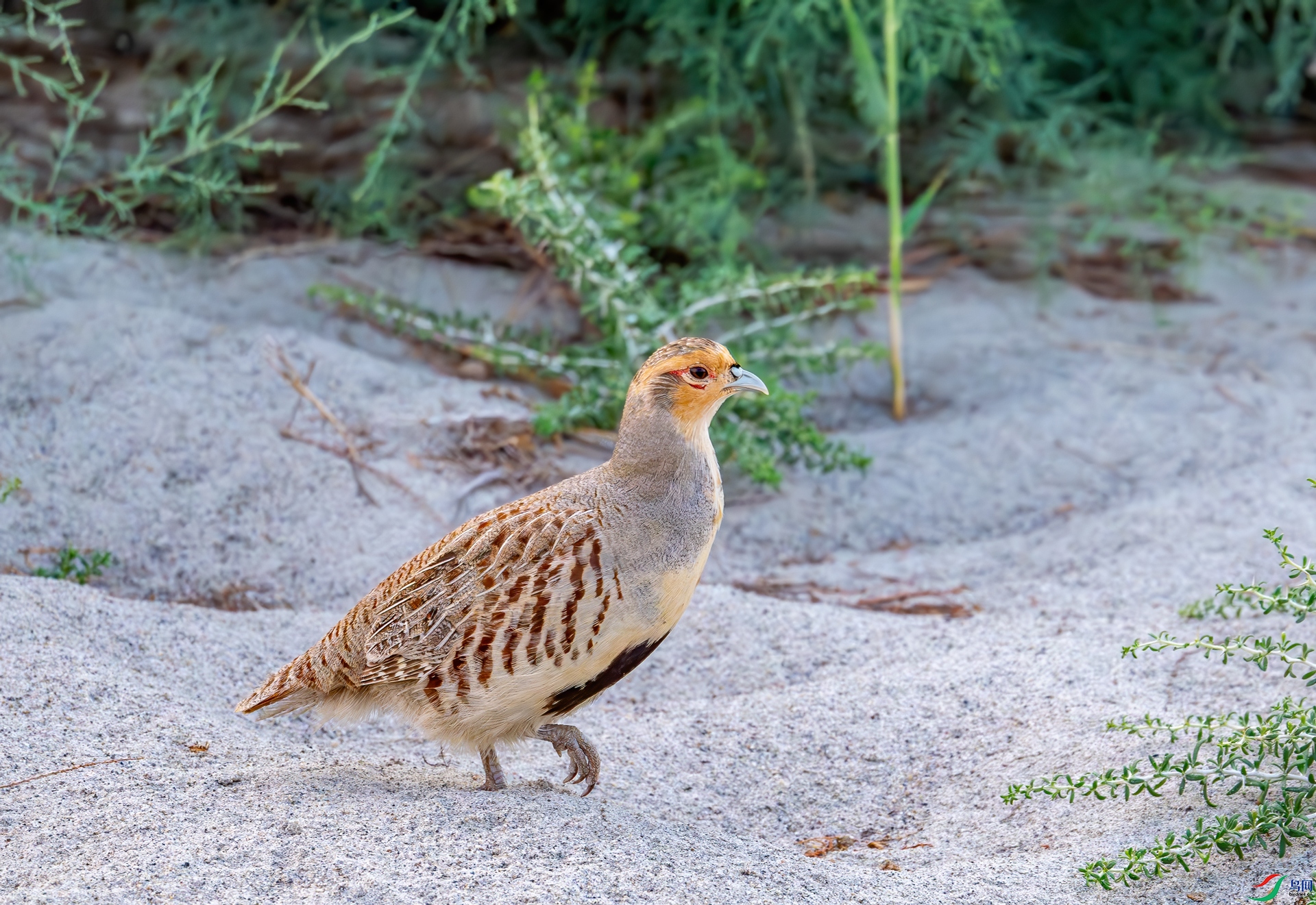 DSC_6091.jpg