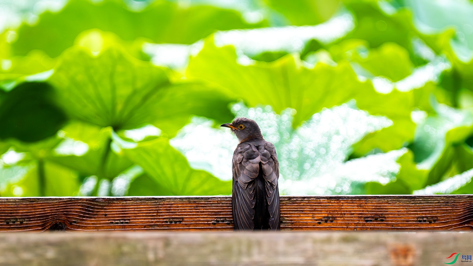 DSC_4761 0.jpg