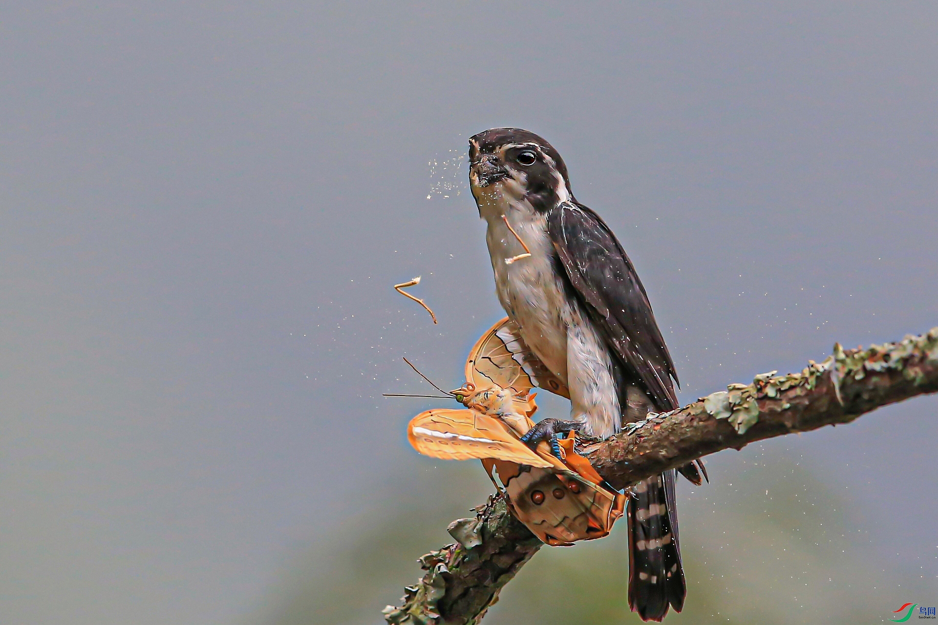 ����IMGL8741��������С������֮һ����.jpg