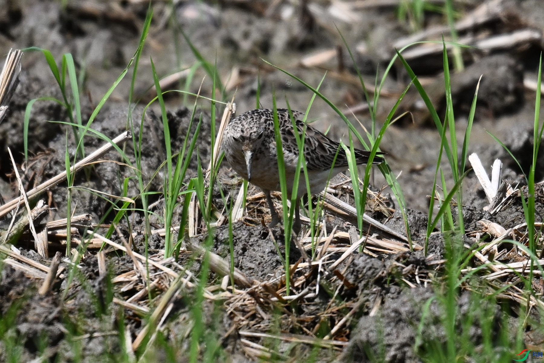 DSC_4920.JPG