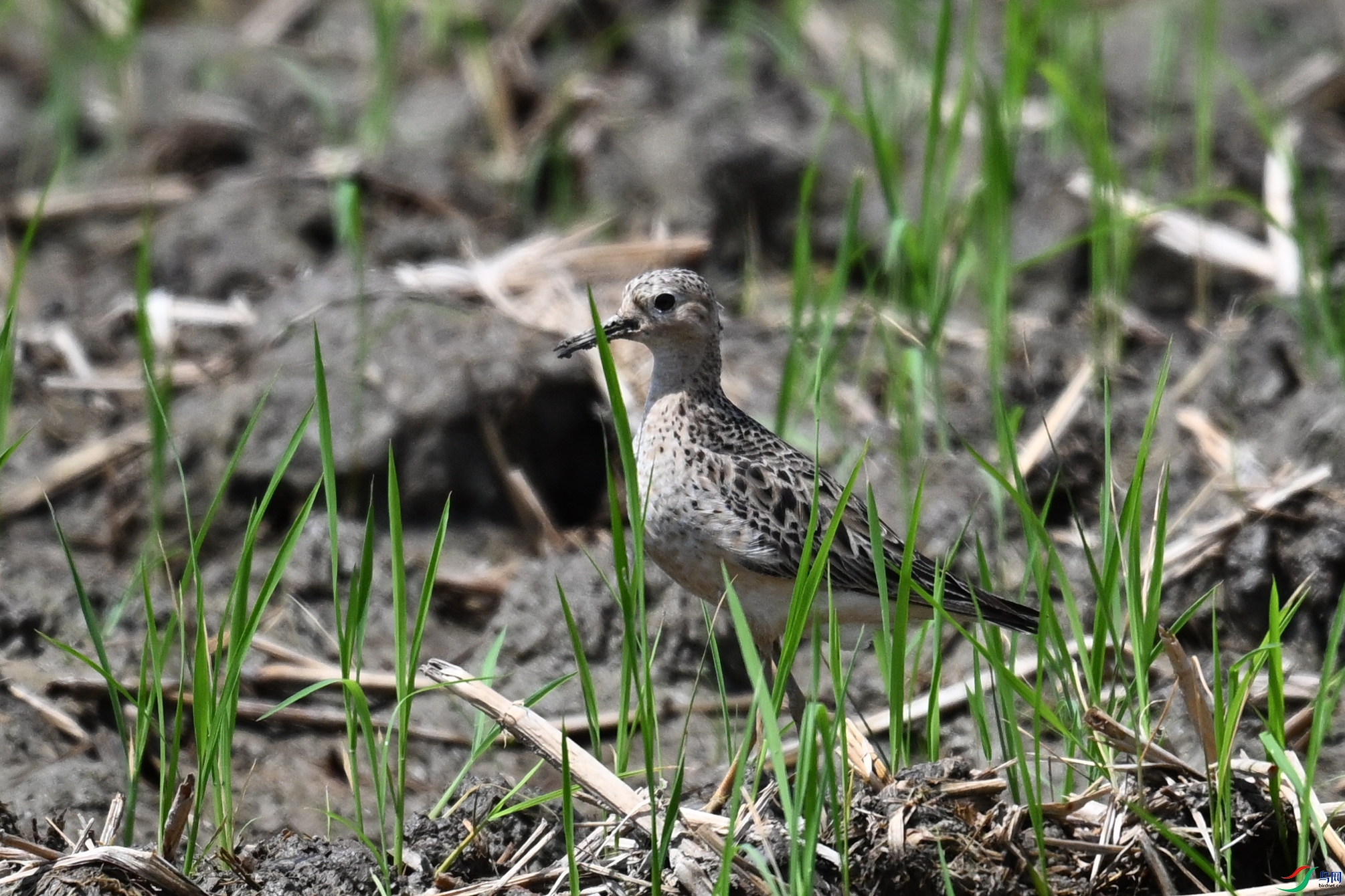 DSC_4948.JPG